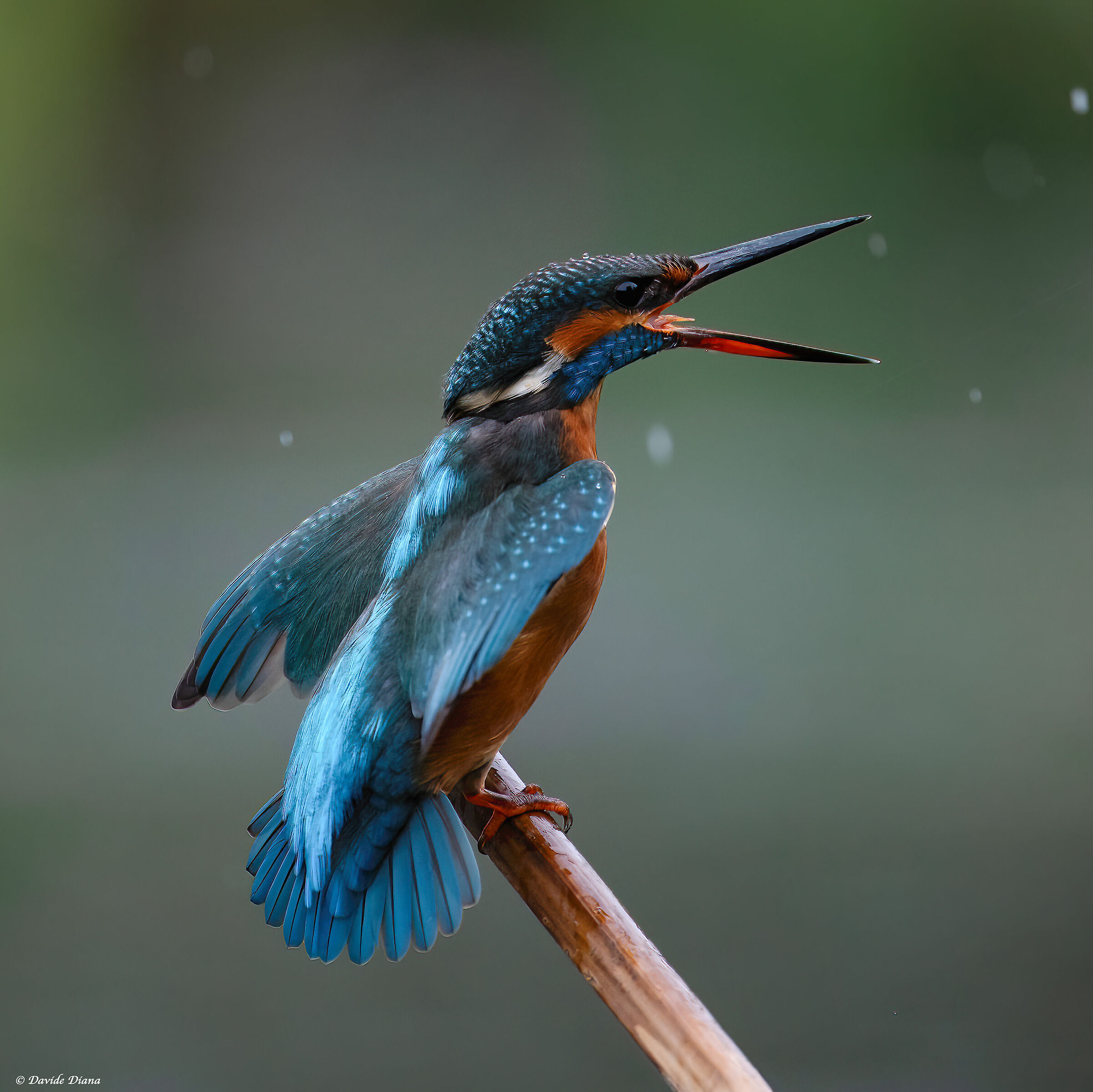 Kingfisher