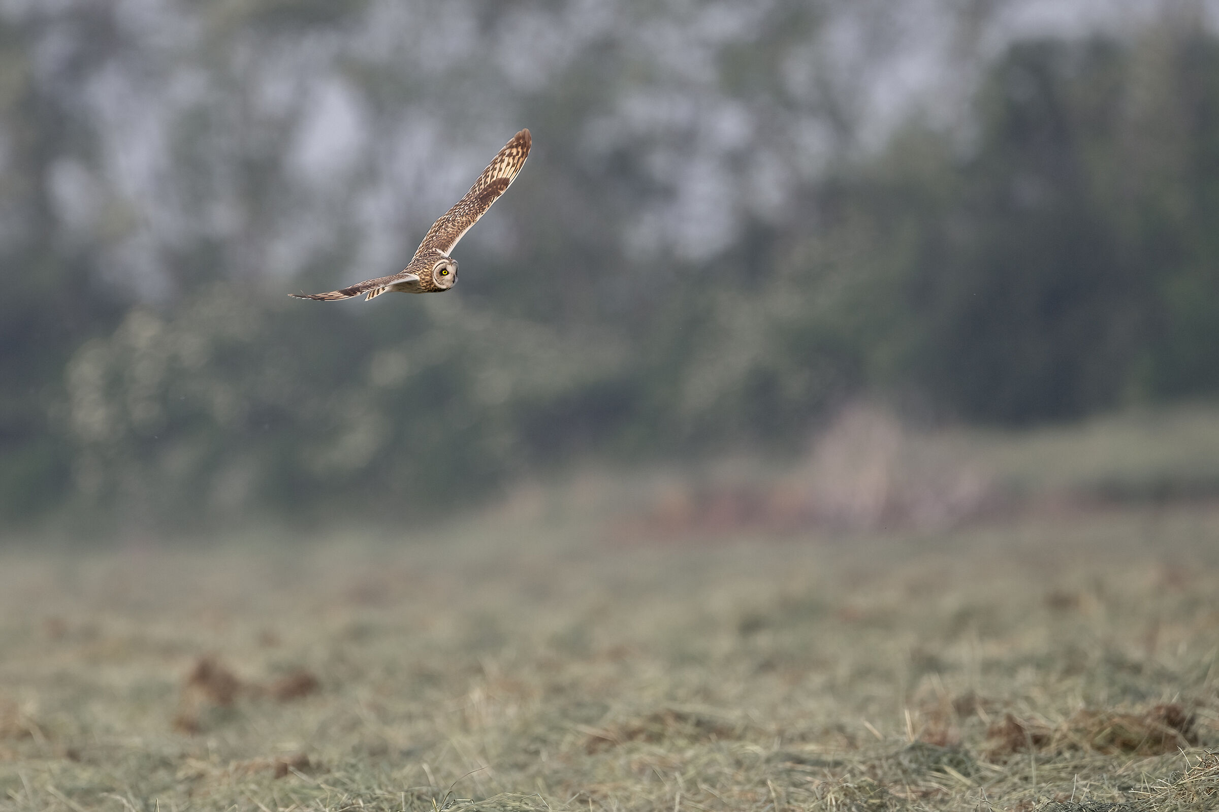 Short-eared Owl