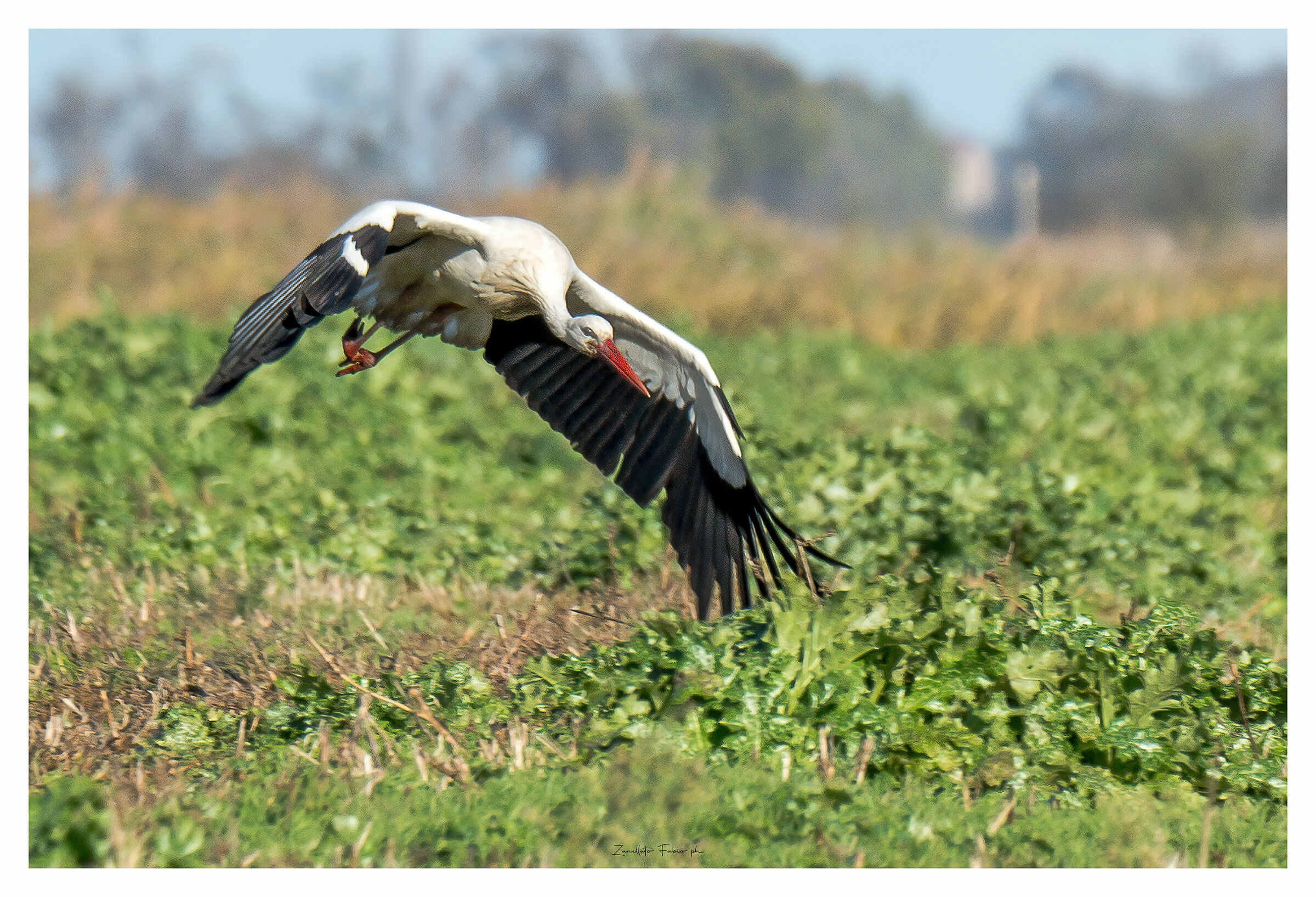 The Stork's Detachment
