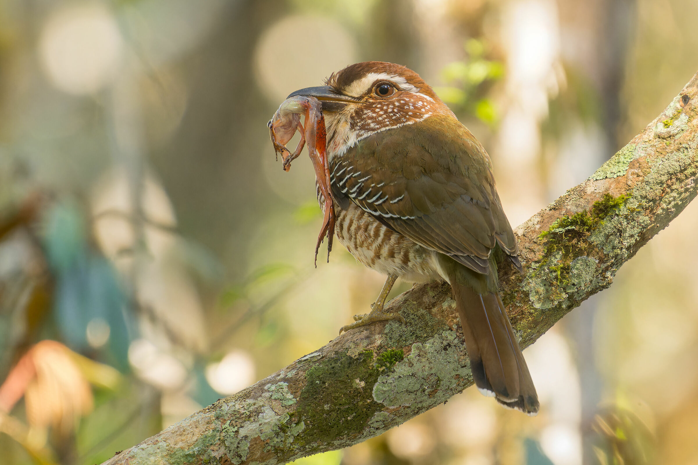 Short-legged Ground Roller