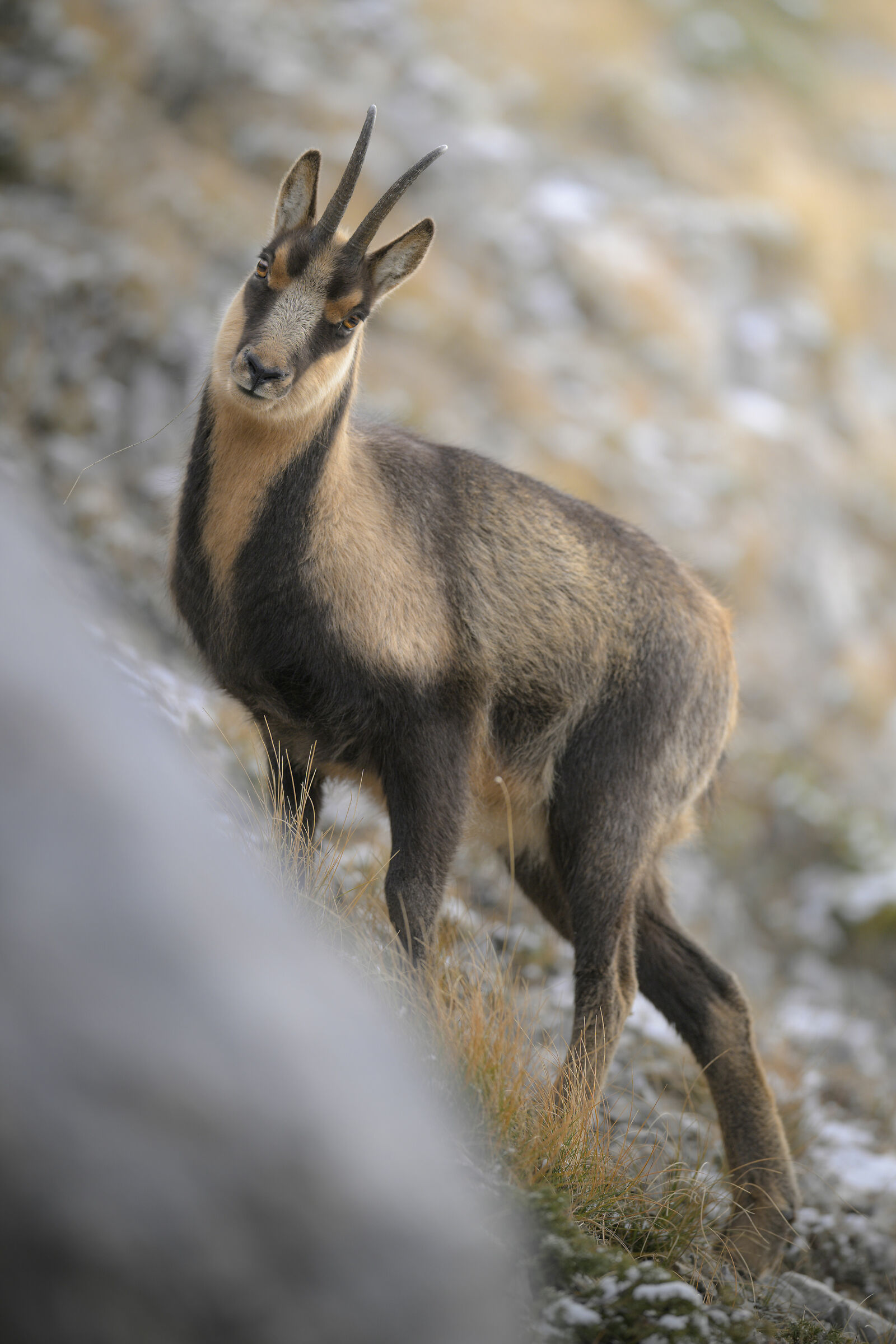 Camoscio appenninico