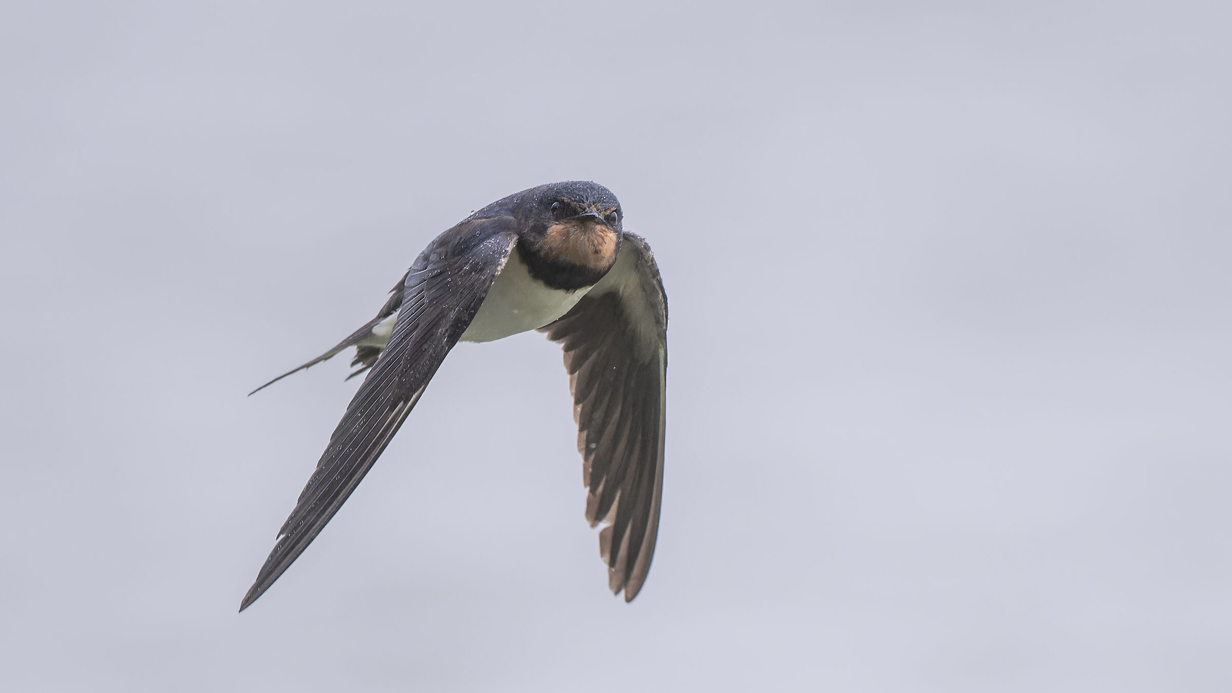 barn swallow