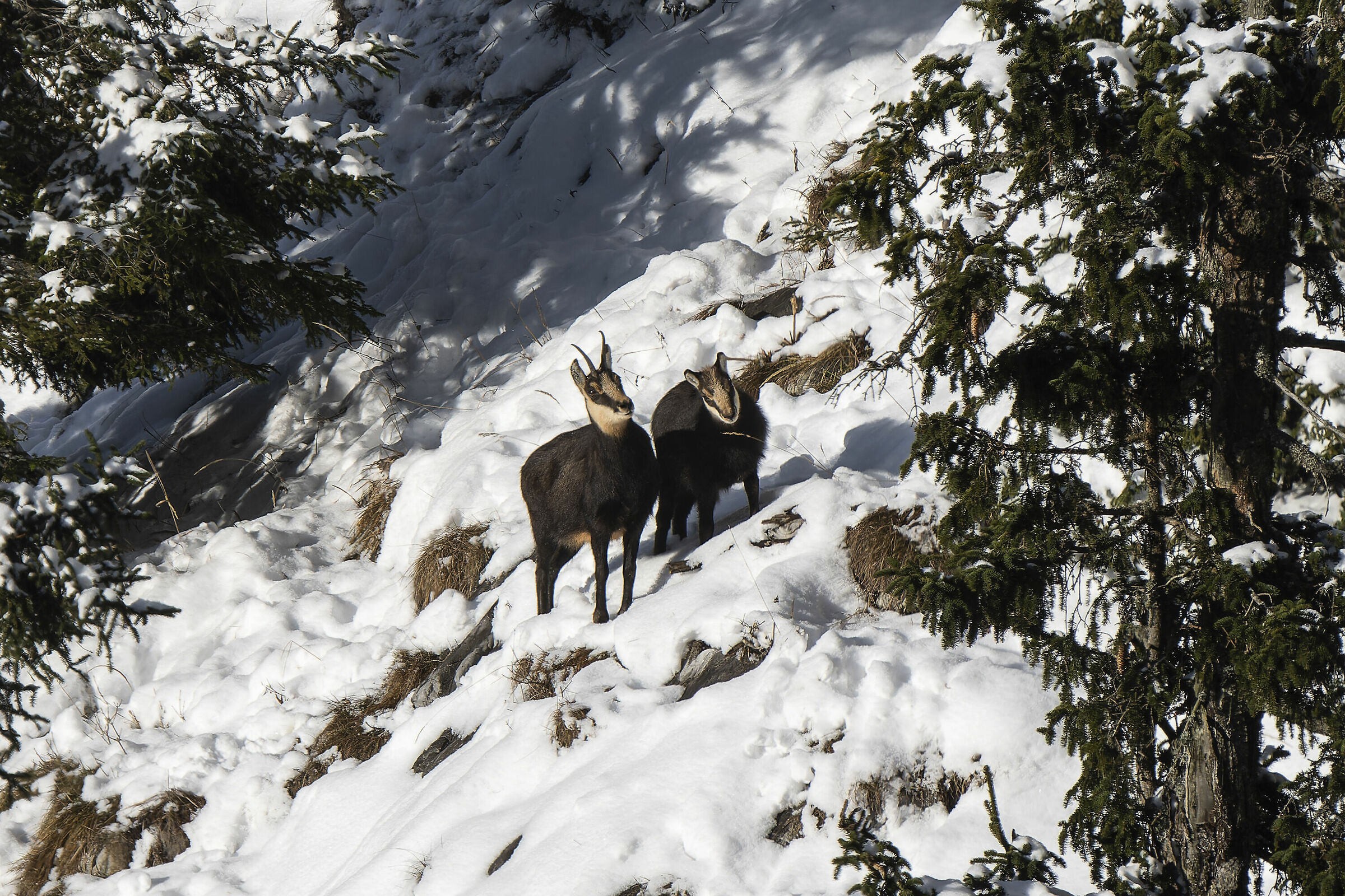 Chamois, mom and baby