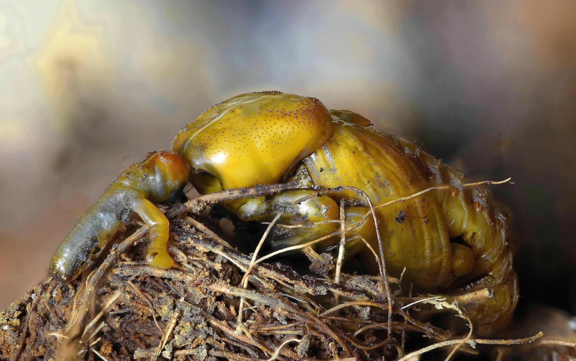 Pupa di punteruolo rosso