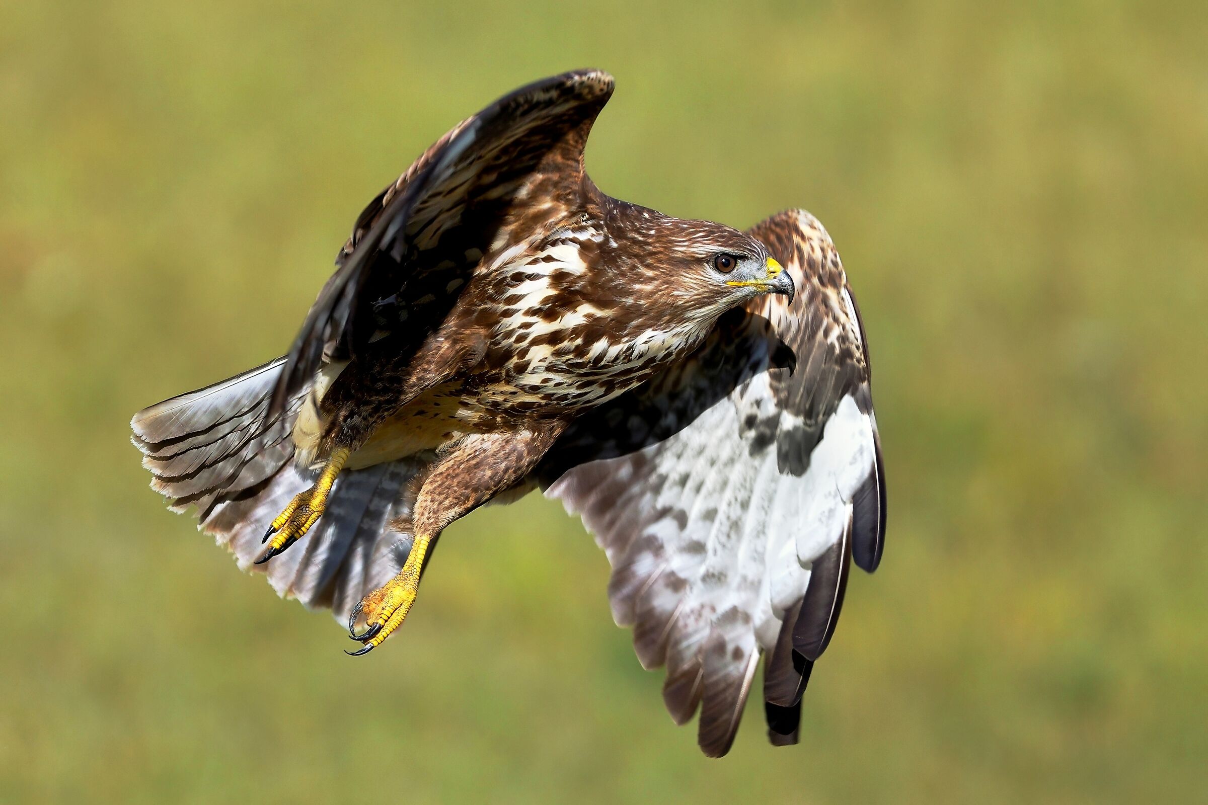Poiana (Buteo buteo)