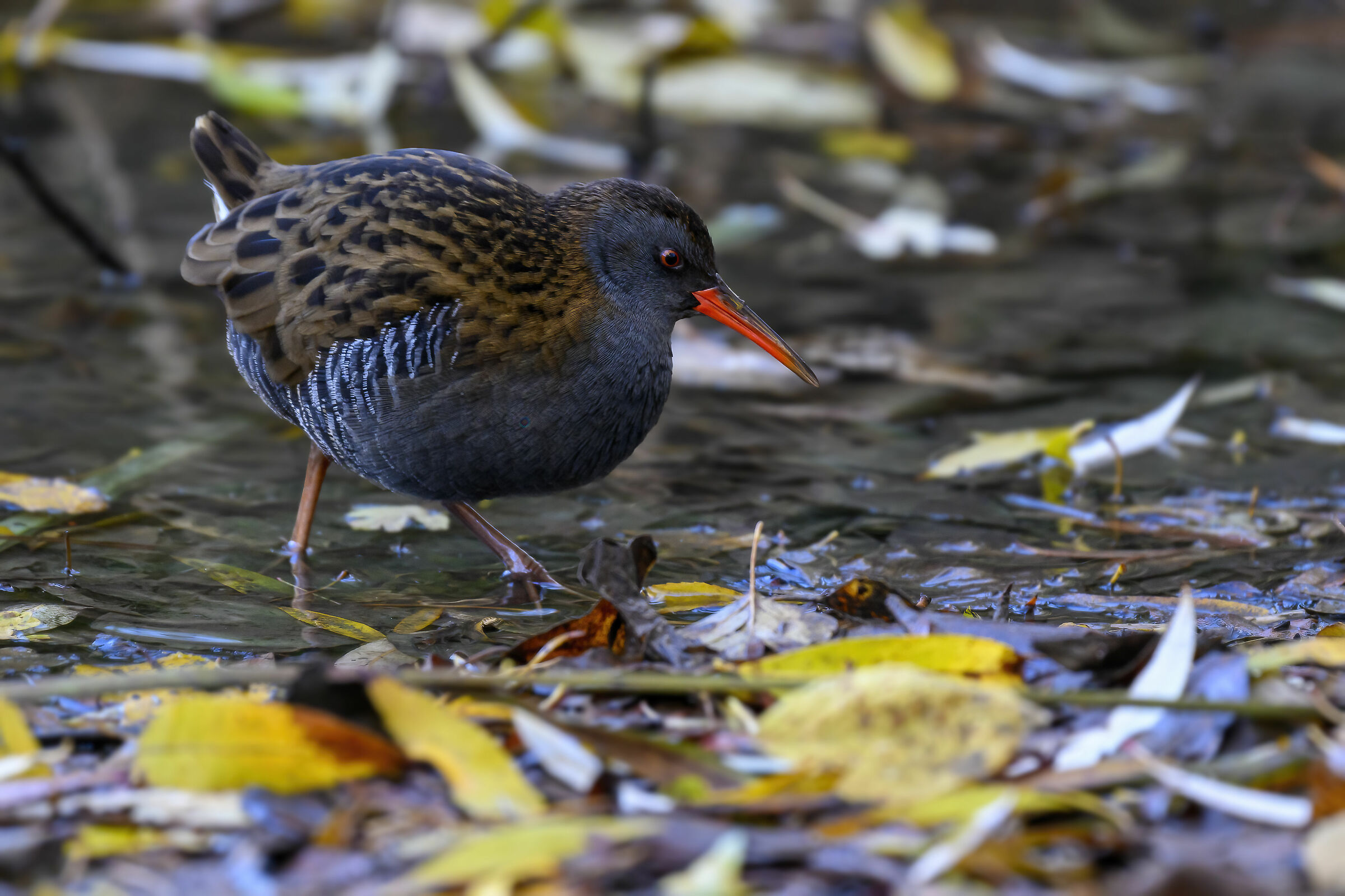Suddenly the water rail