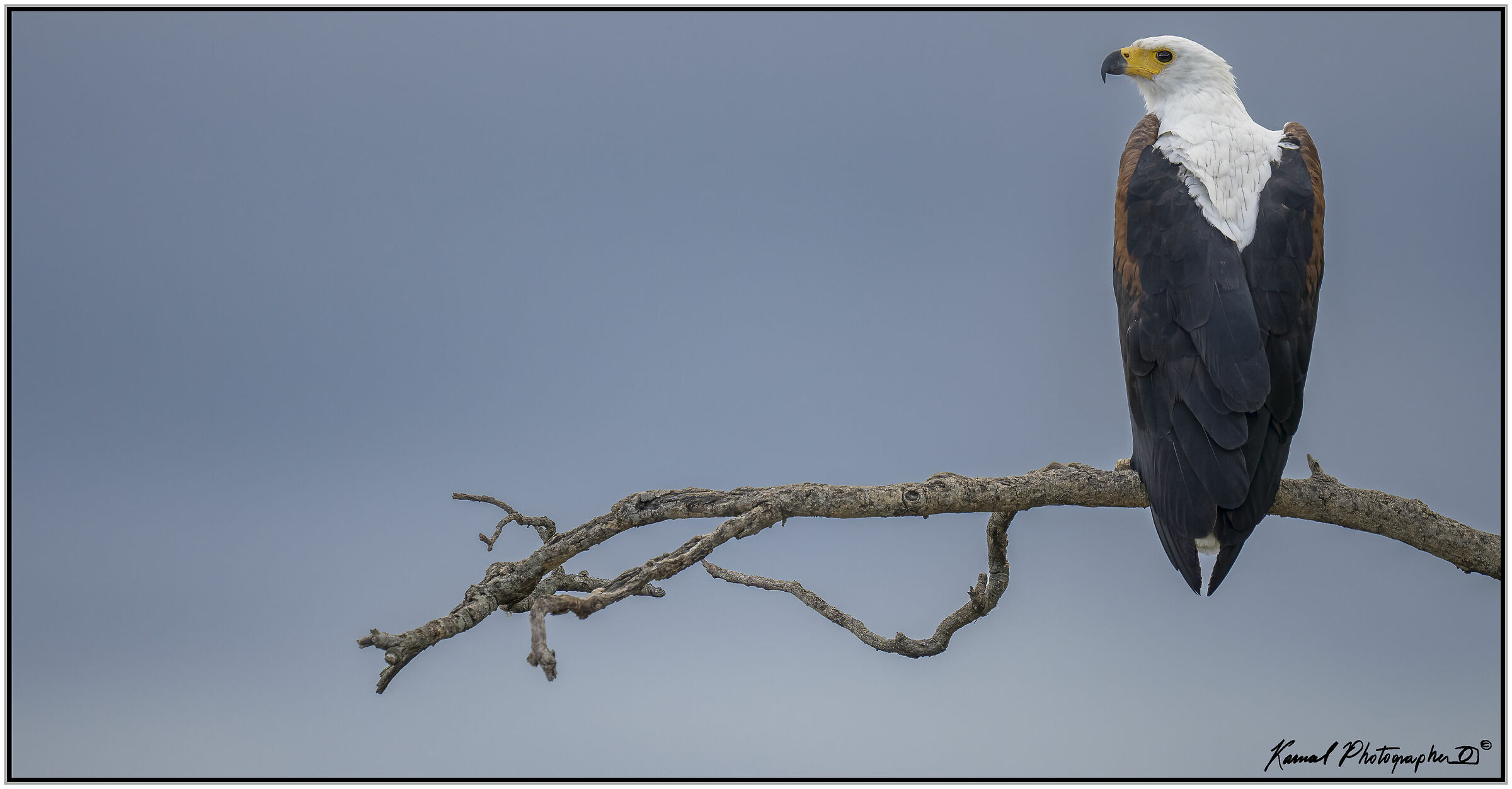 African fish eagle (Haliaeetus vocifer)