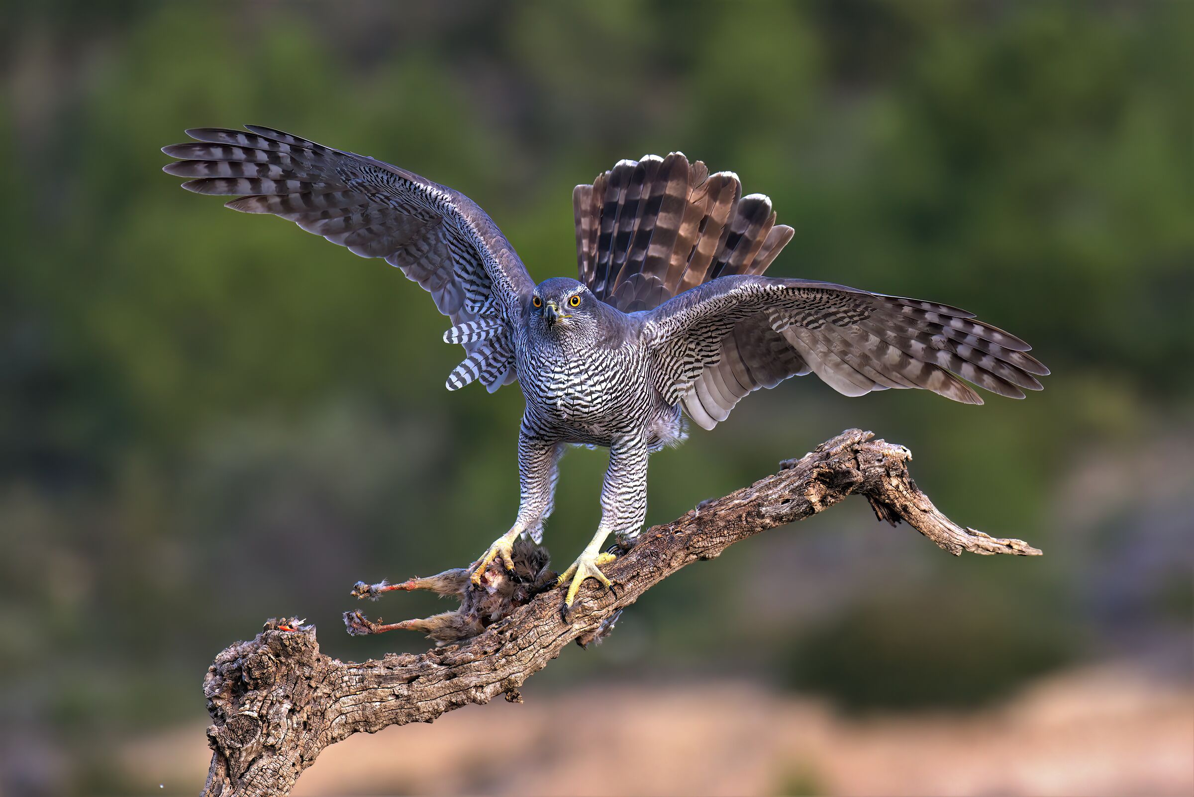 Goshawk with partridge