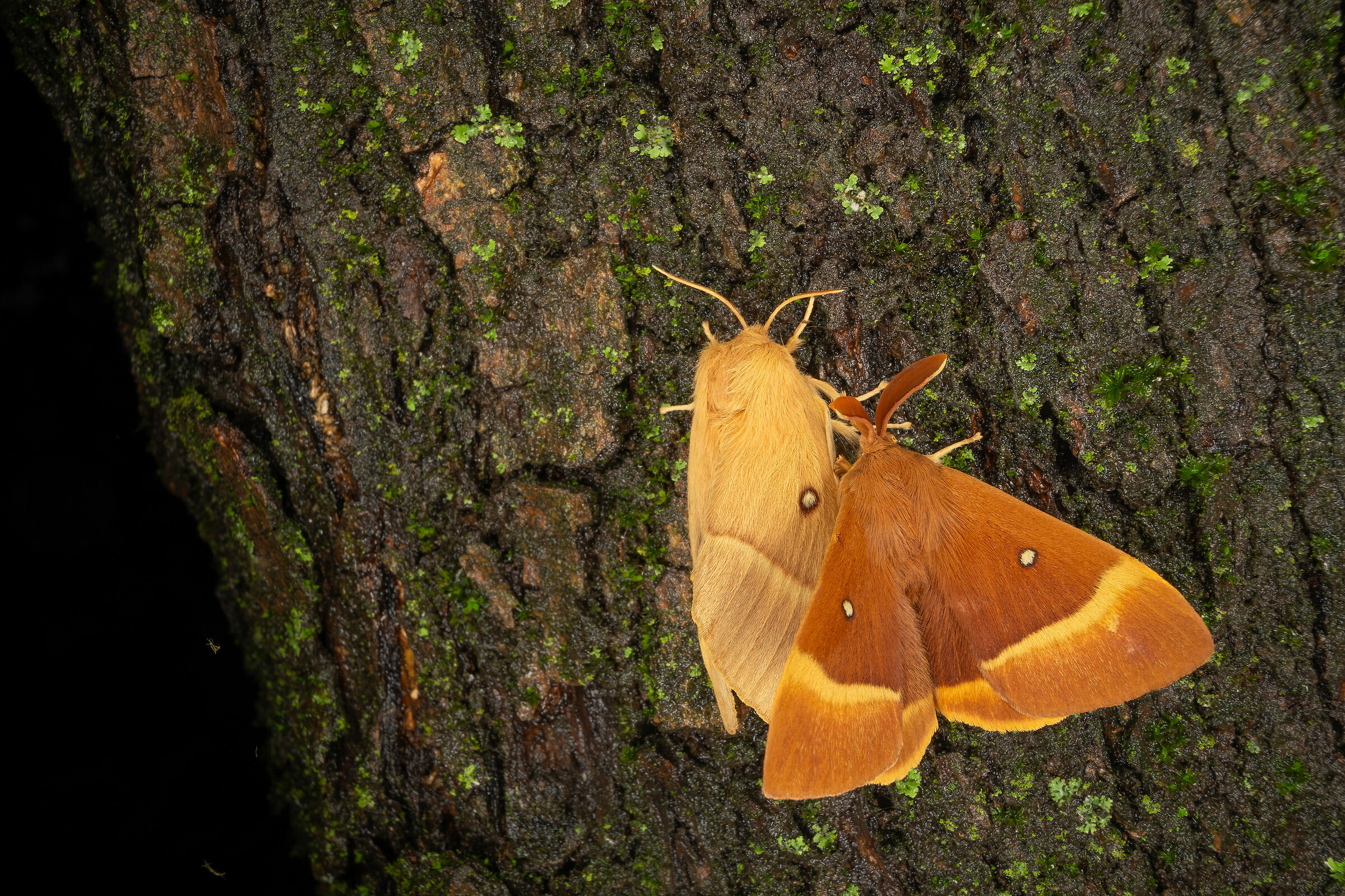 Lasiocampa quercus, accoppiamento