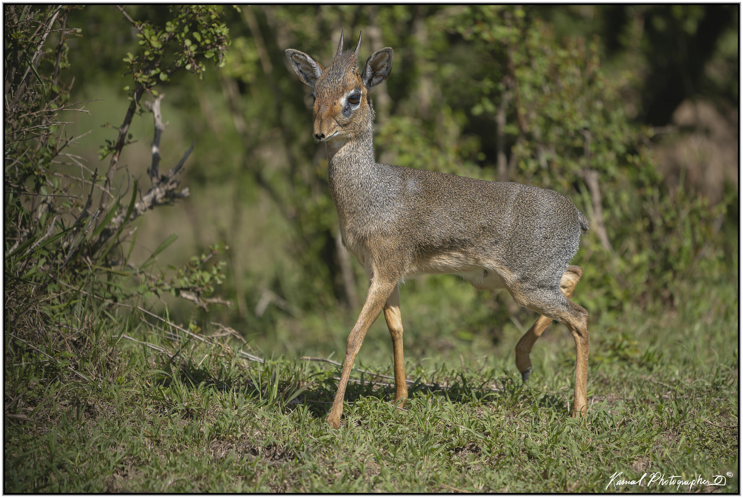 Dik Dik(Madoqua saltiana)