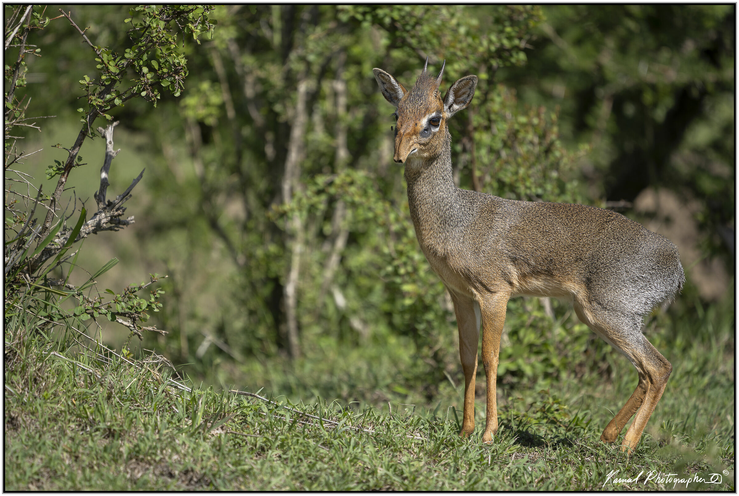 Dik Dik(Madoqua saltiana)