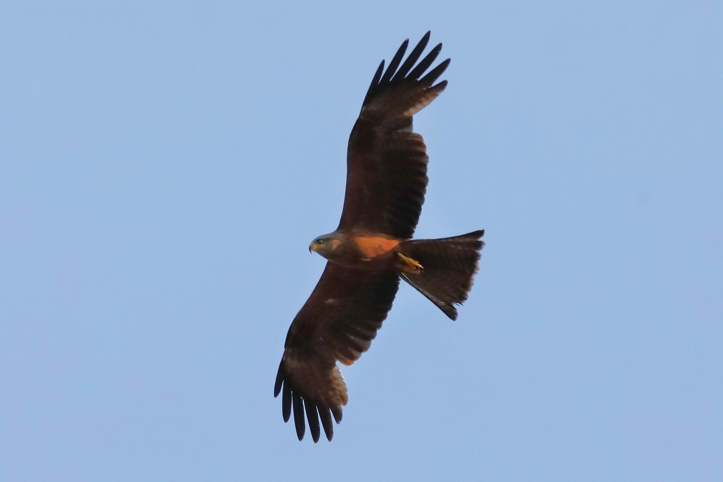 Black Kite 15-07-2023