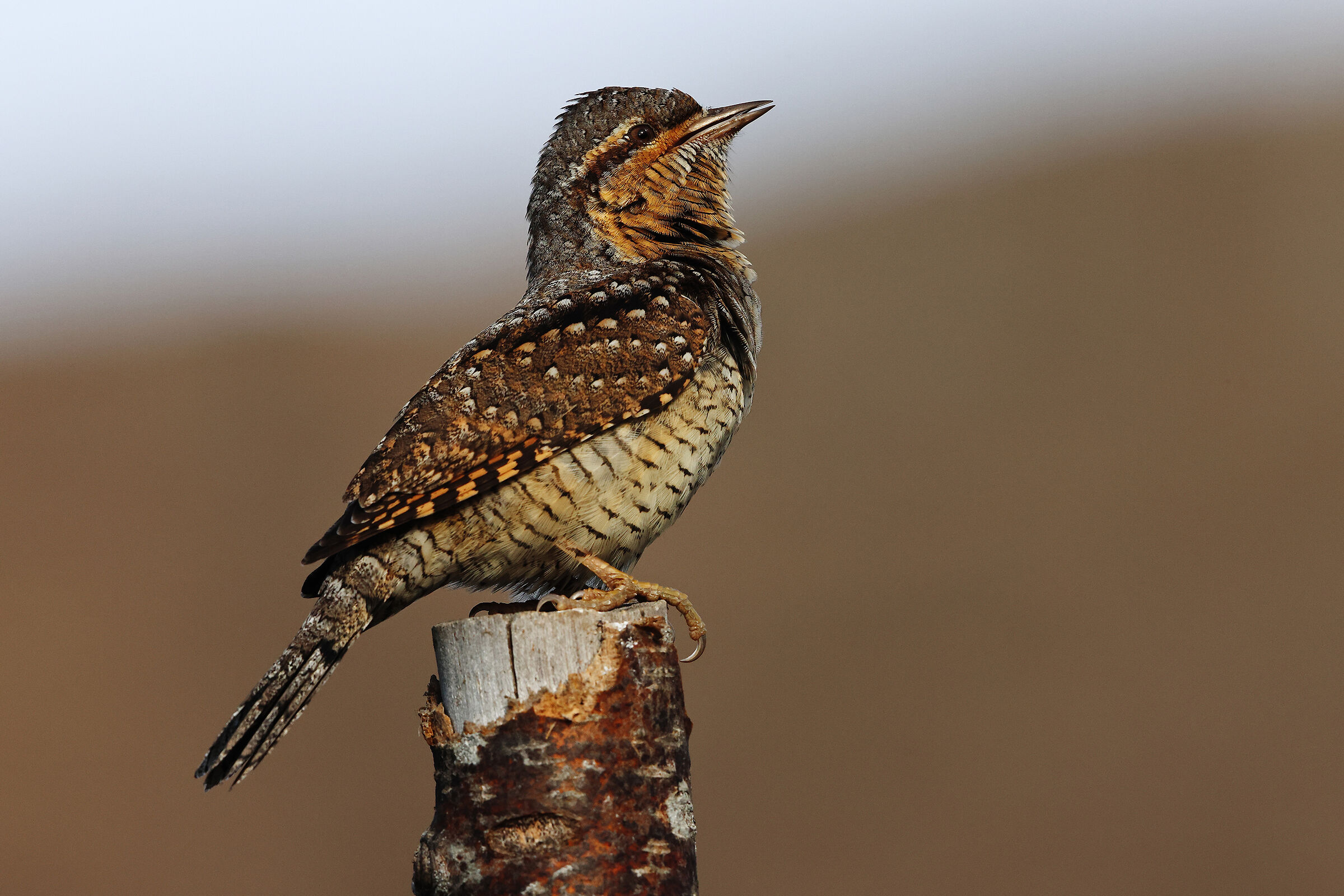 Wryneck