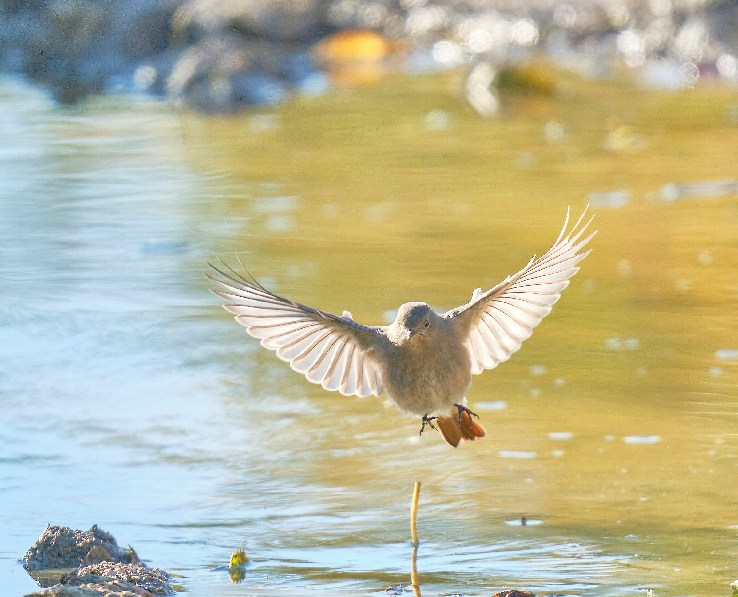 Female redstart.