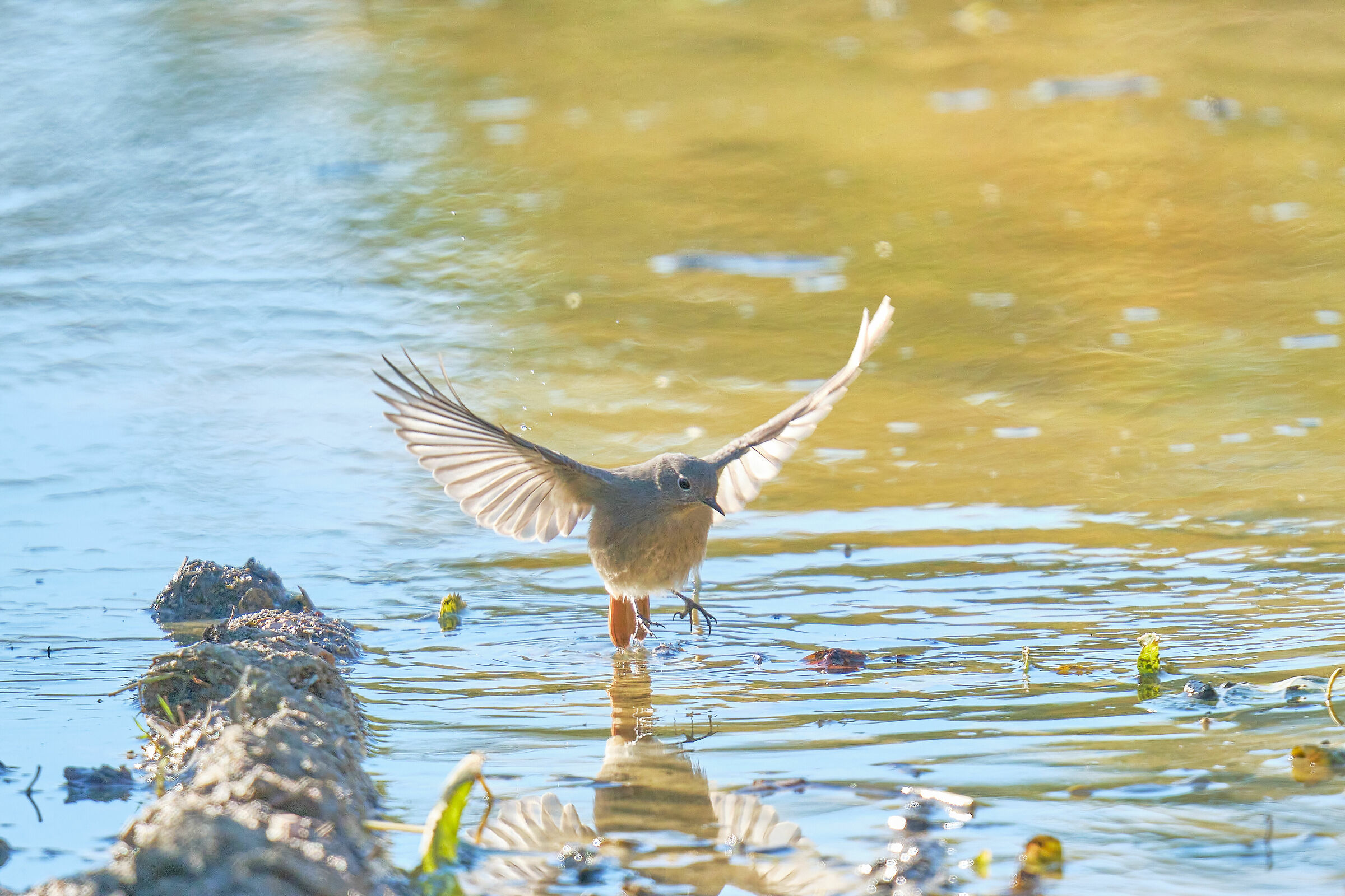 Female redstart.