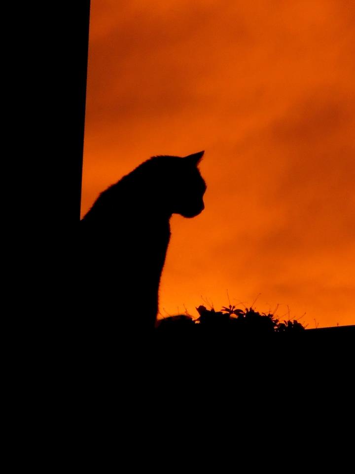 Sentinella del tramonto