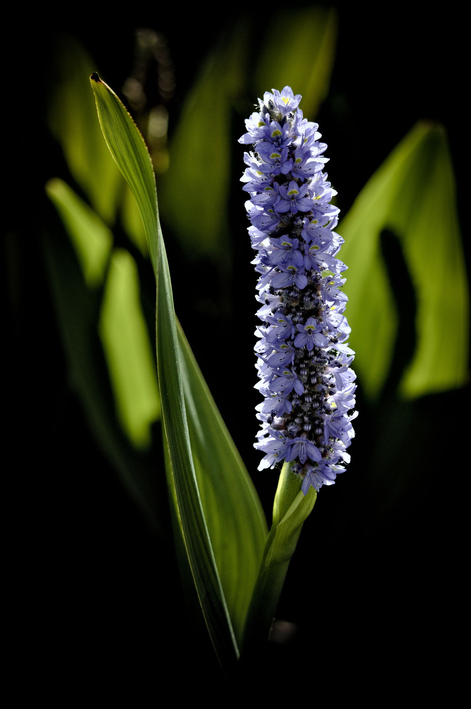 Milan, fountain "the dream of the nifee"