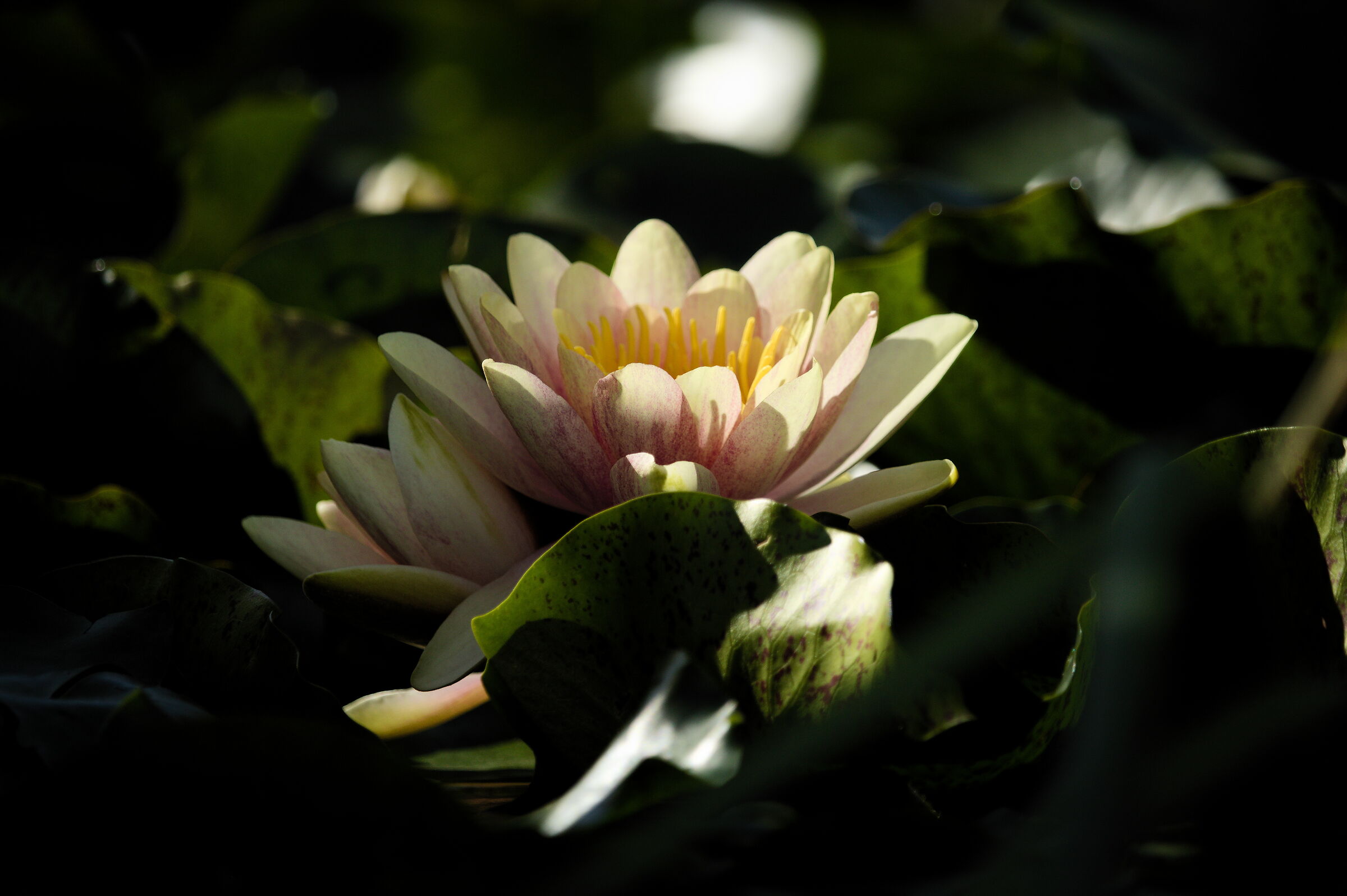 Milan, fountain "the dream of the nifee"