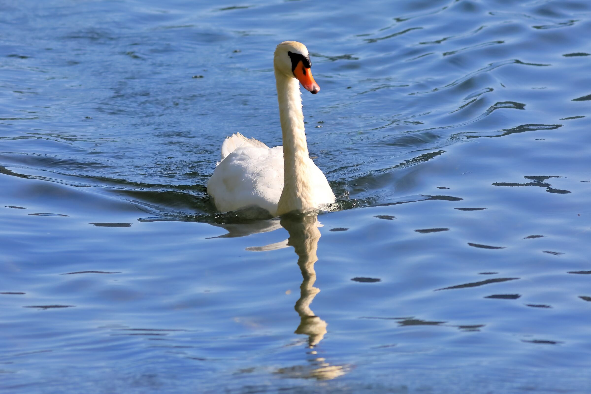 Swan 26-07-2023