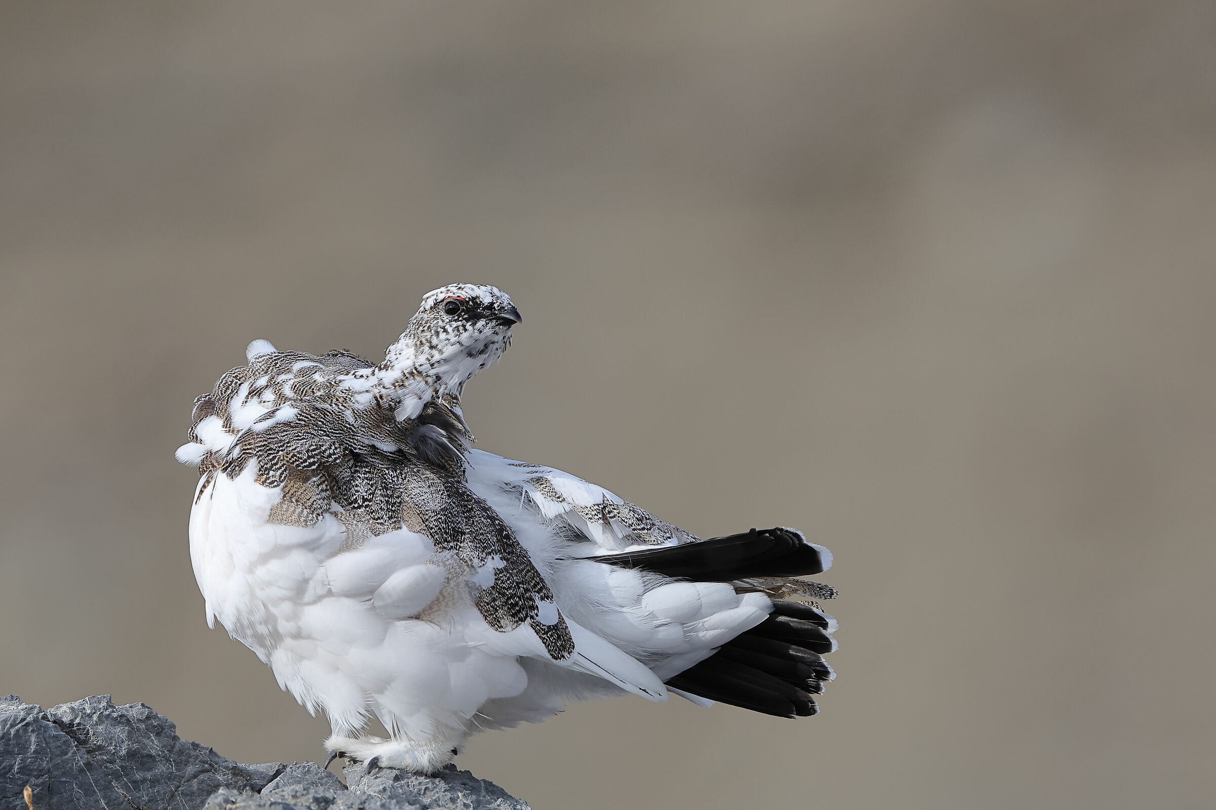 Ptarmigan