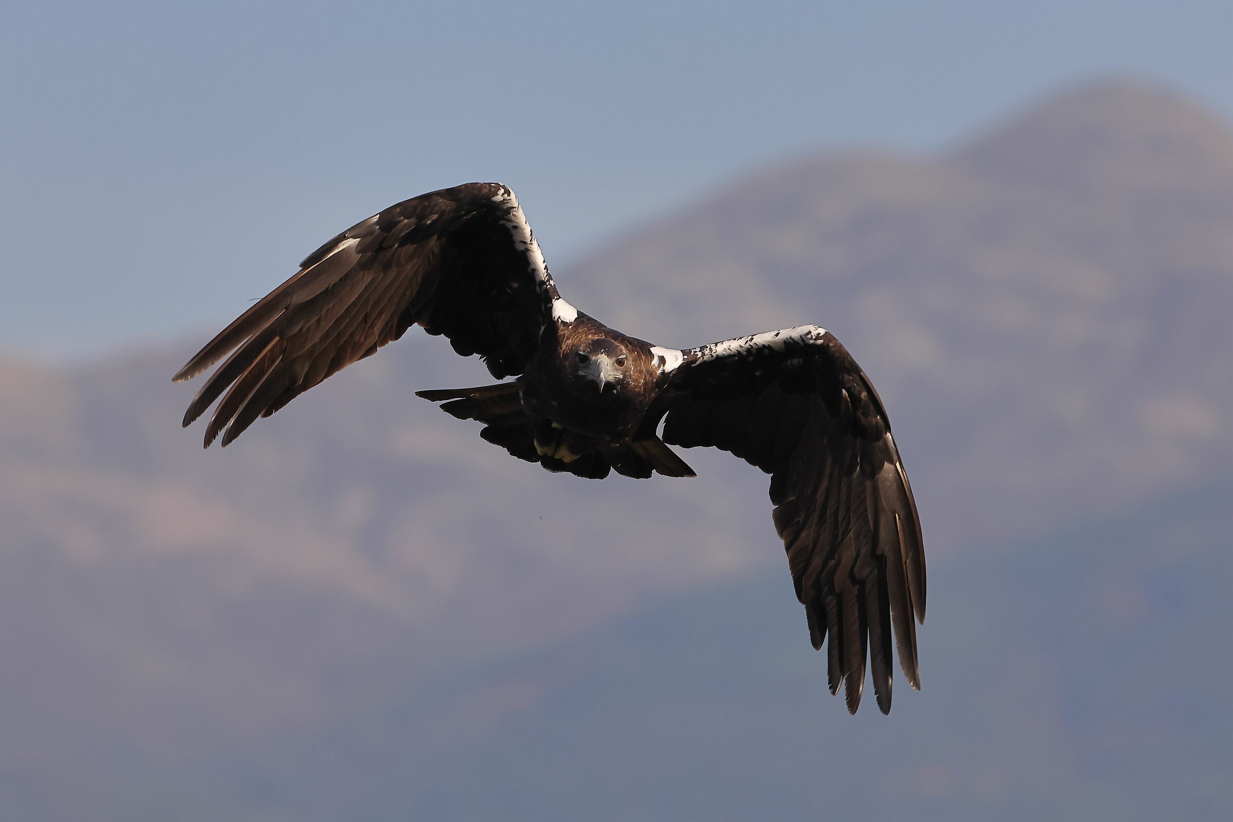 Adult Imperial Eagle