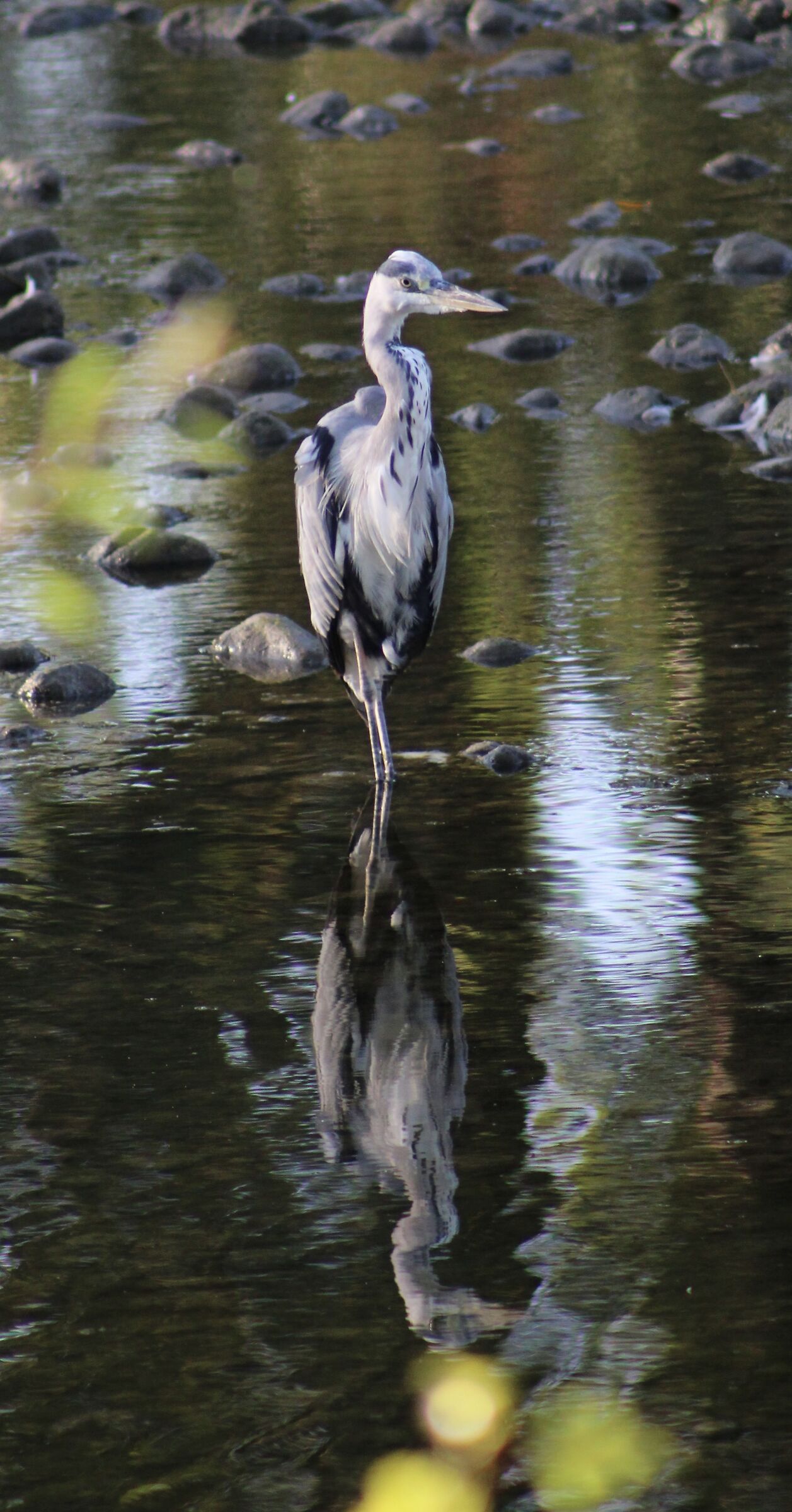 Airone cenerino (Ardea cinerea)