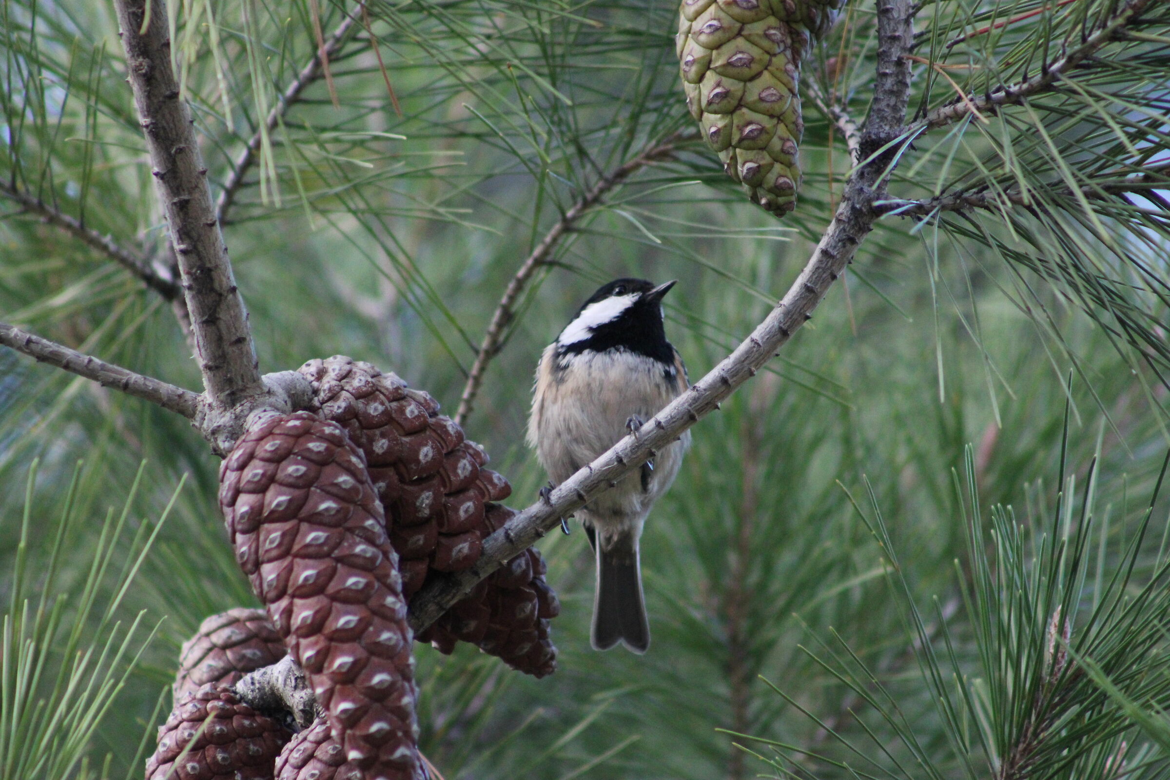 Cincia Mora (Periparus ater)