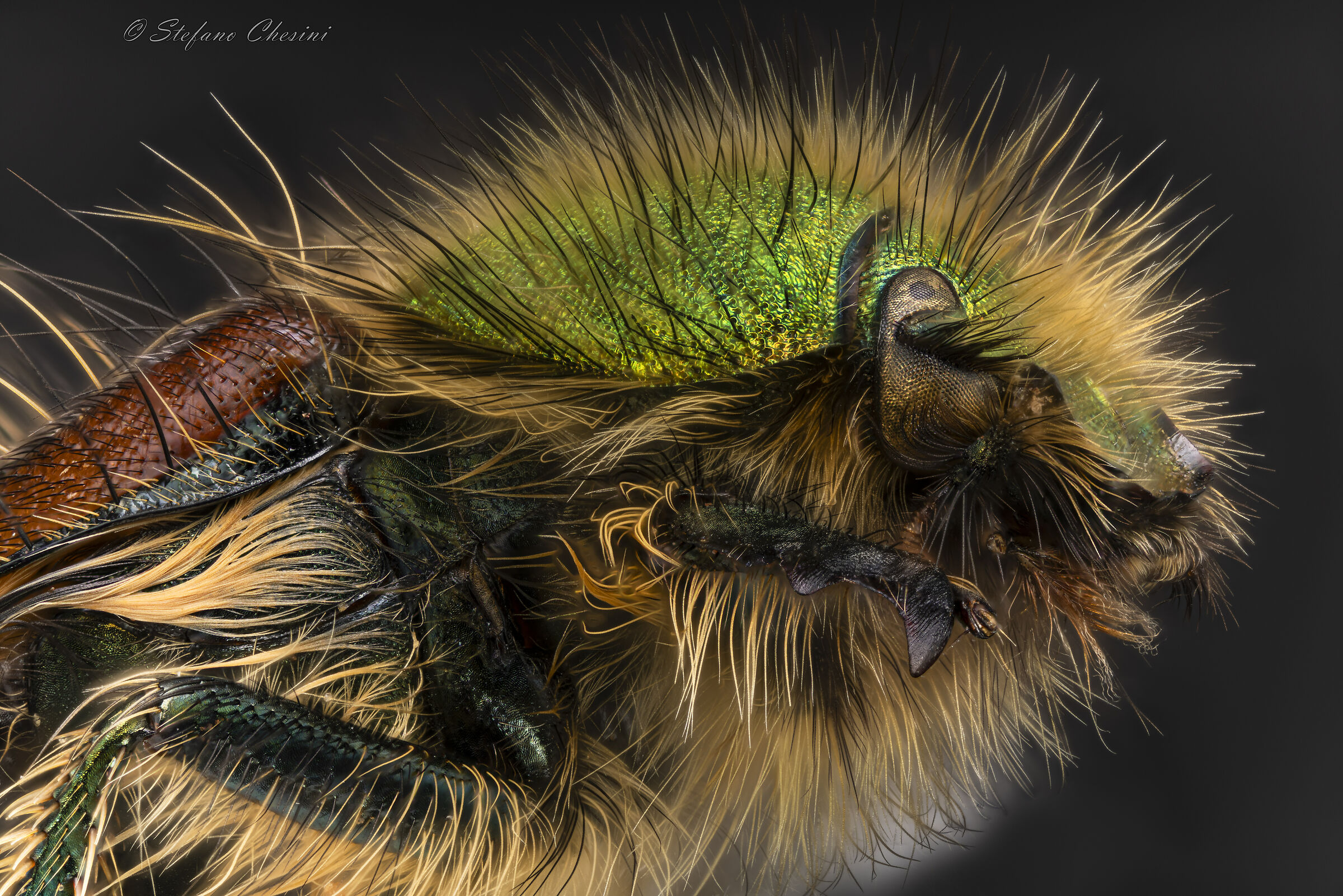 Guardare e non toccare