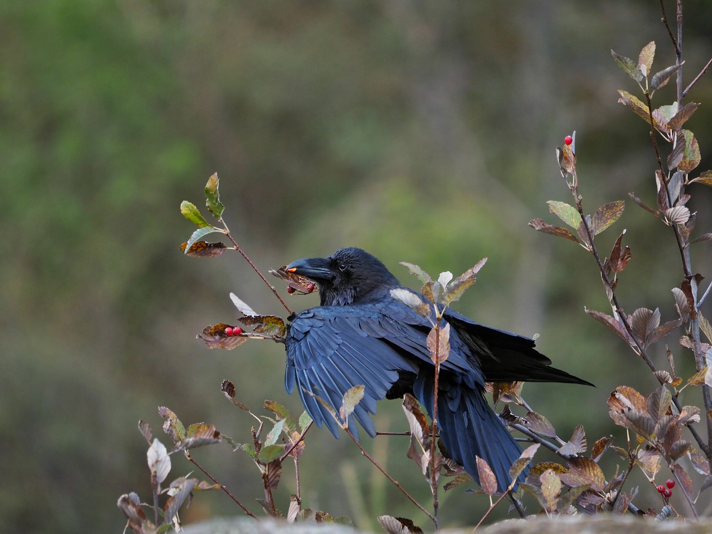 Raven