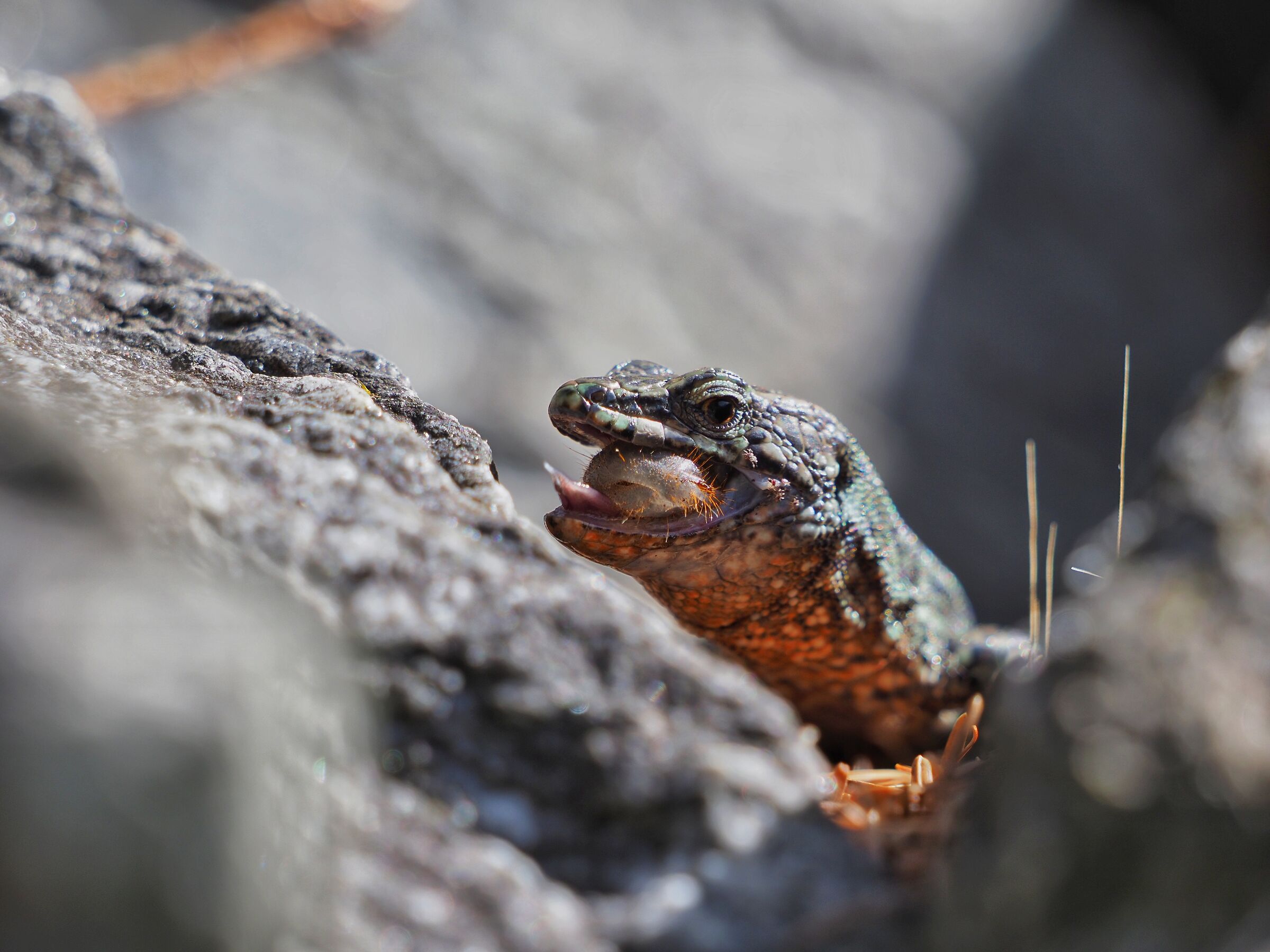 Lizard eating a larva