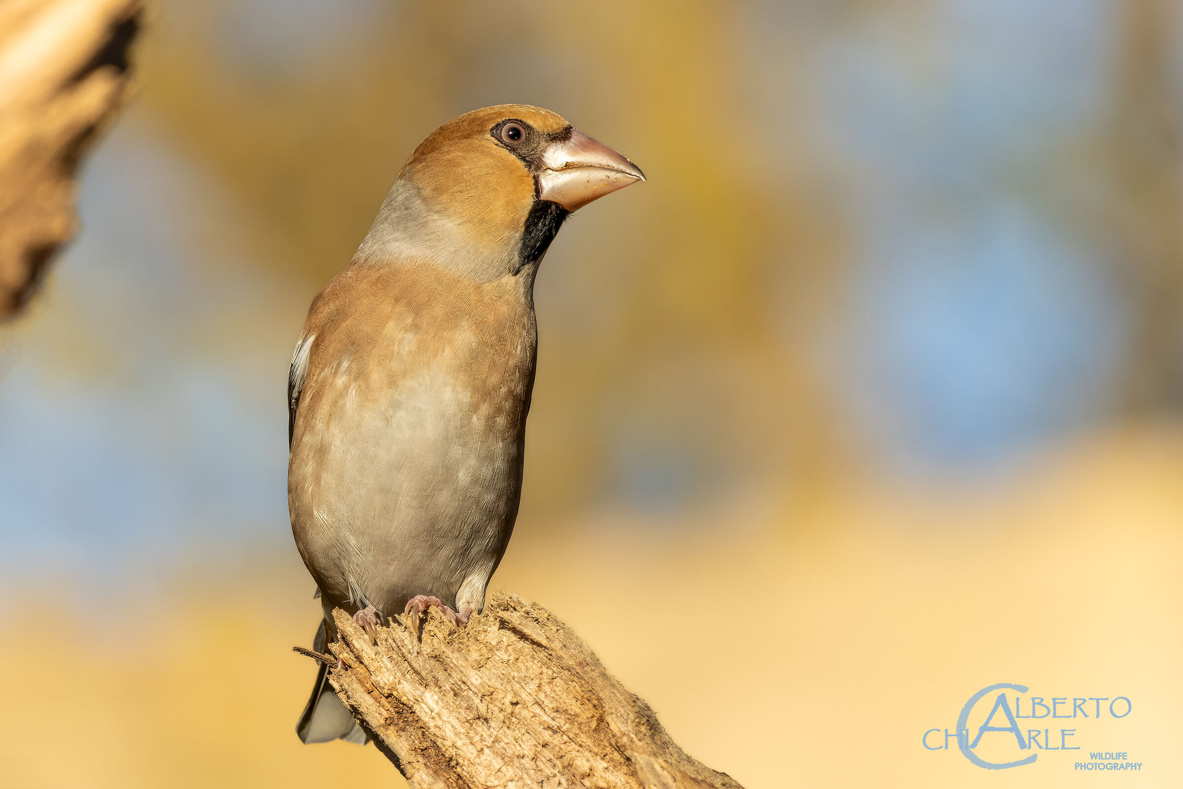 Frosone (Coccothraustes coccothraustes)