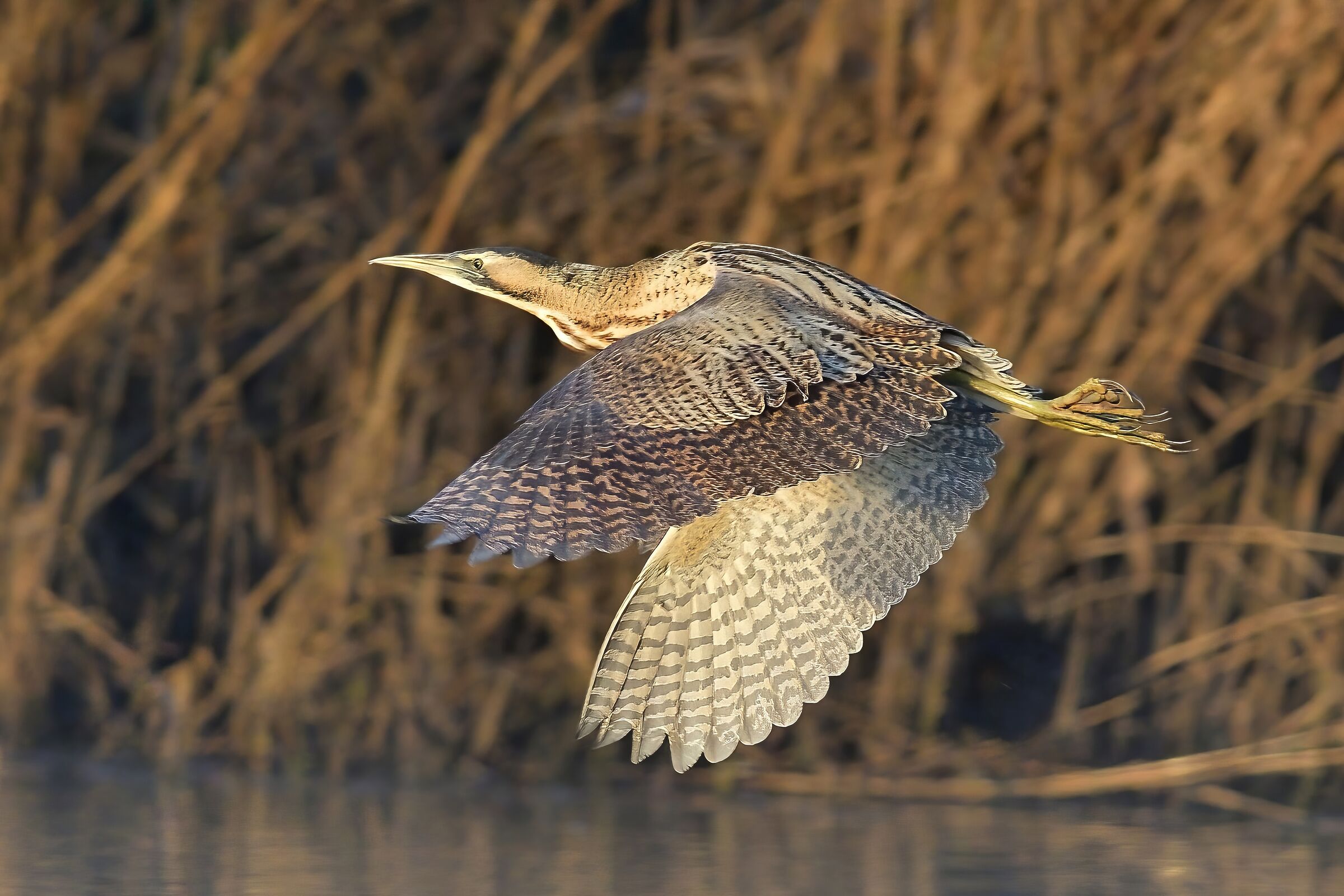 Tarabuso (Botaurus stellaris)