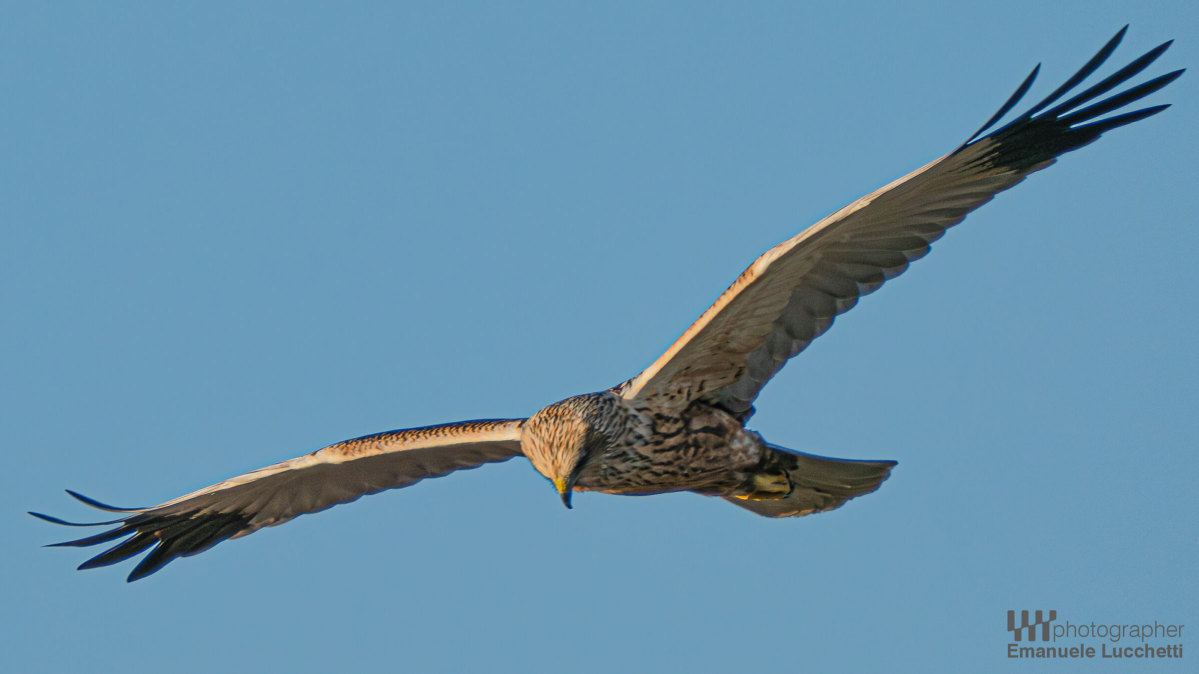 Falco di palude (male)