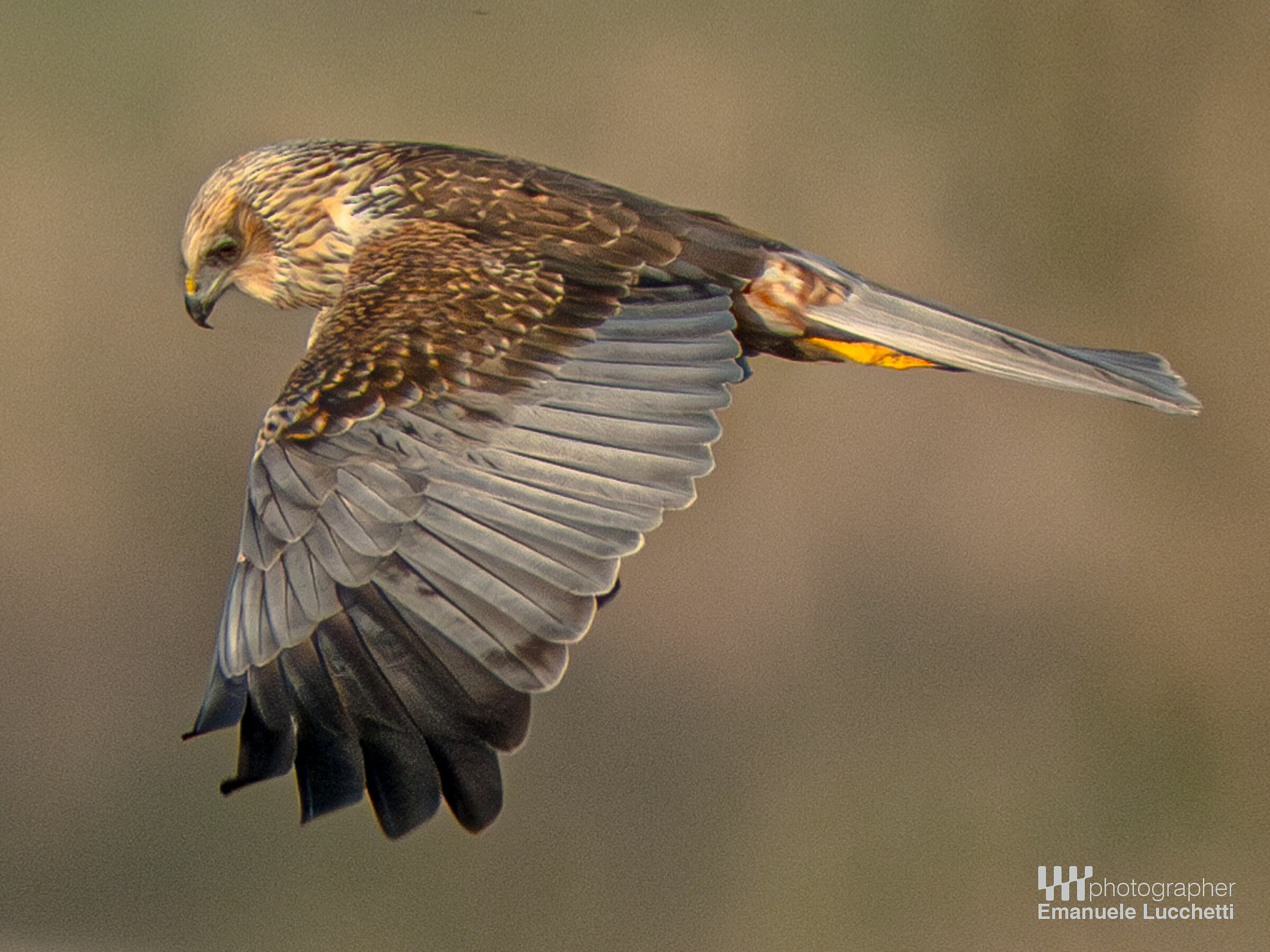 Falco di palude (male)