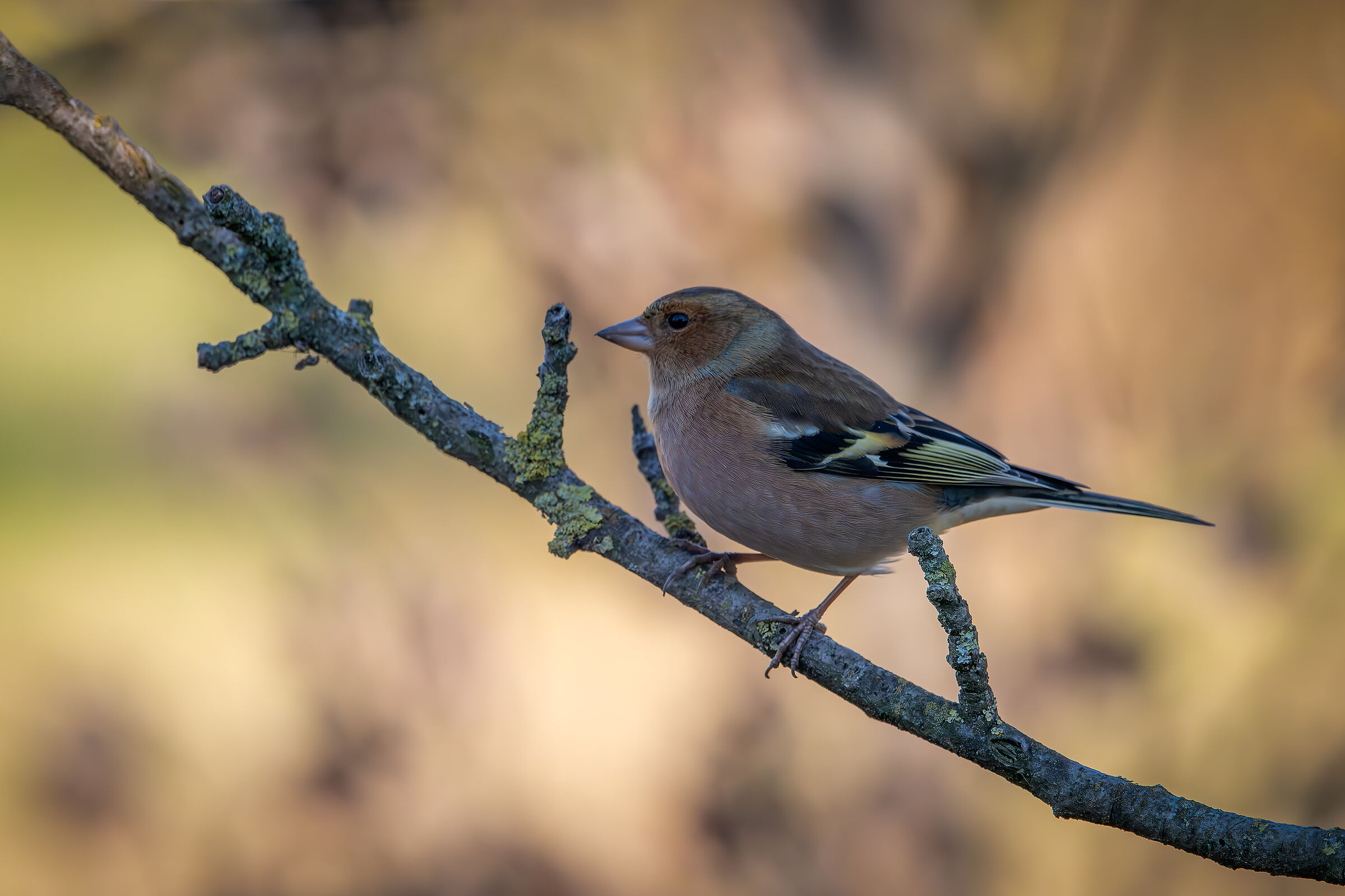 #capannocora Chaffinch