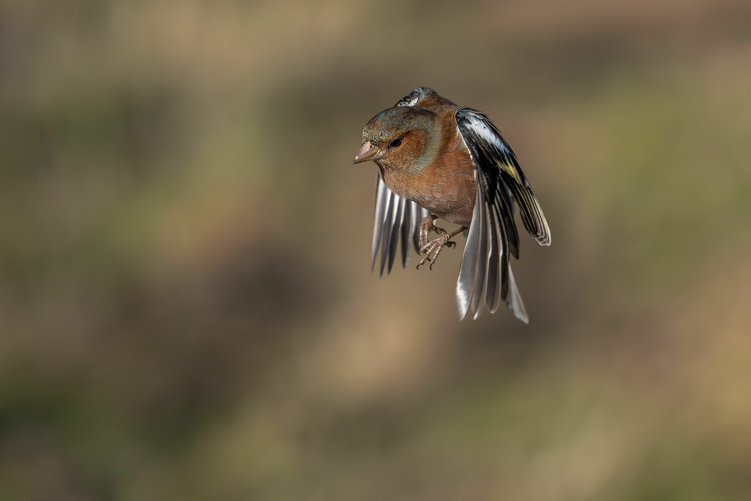 #capannocora Chaffinch