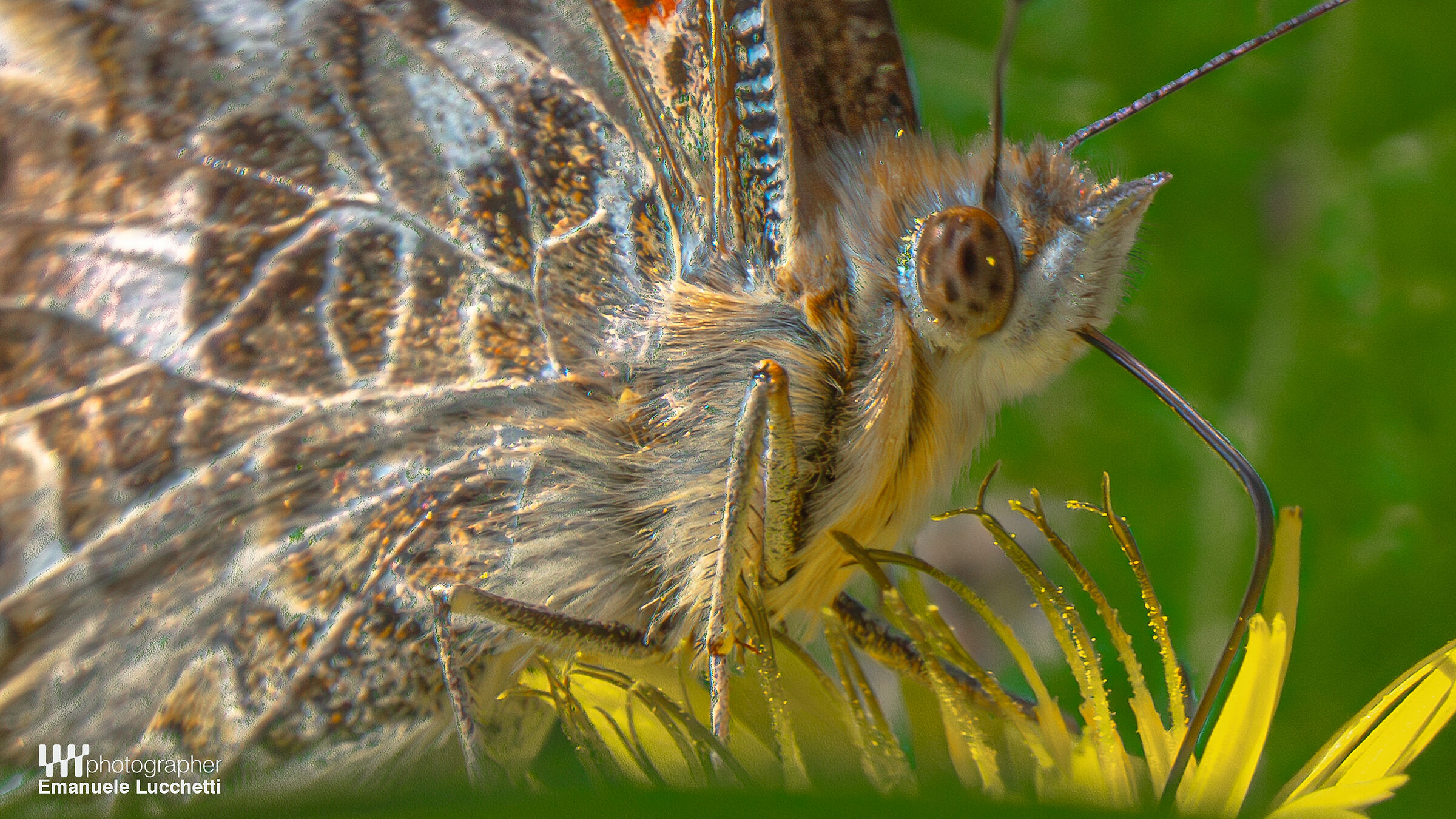Butterfly