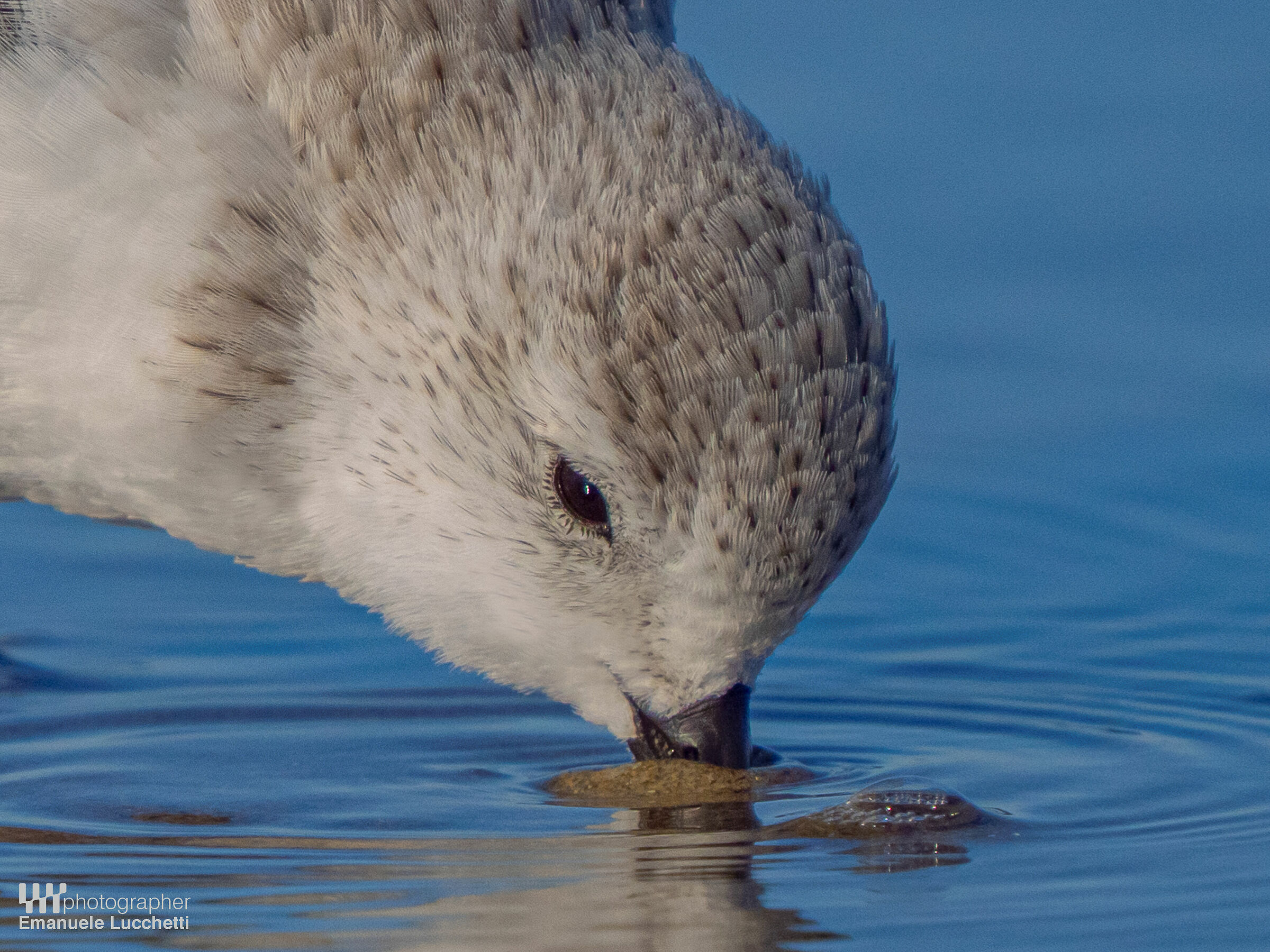 Piovanello tridattilo