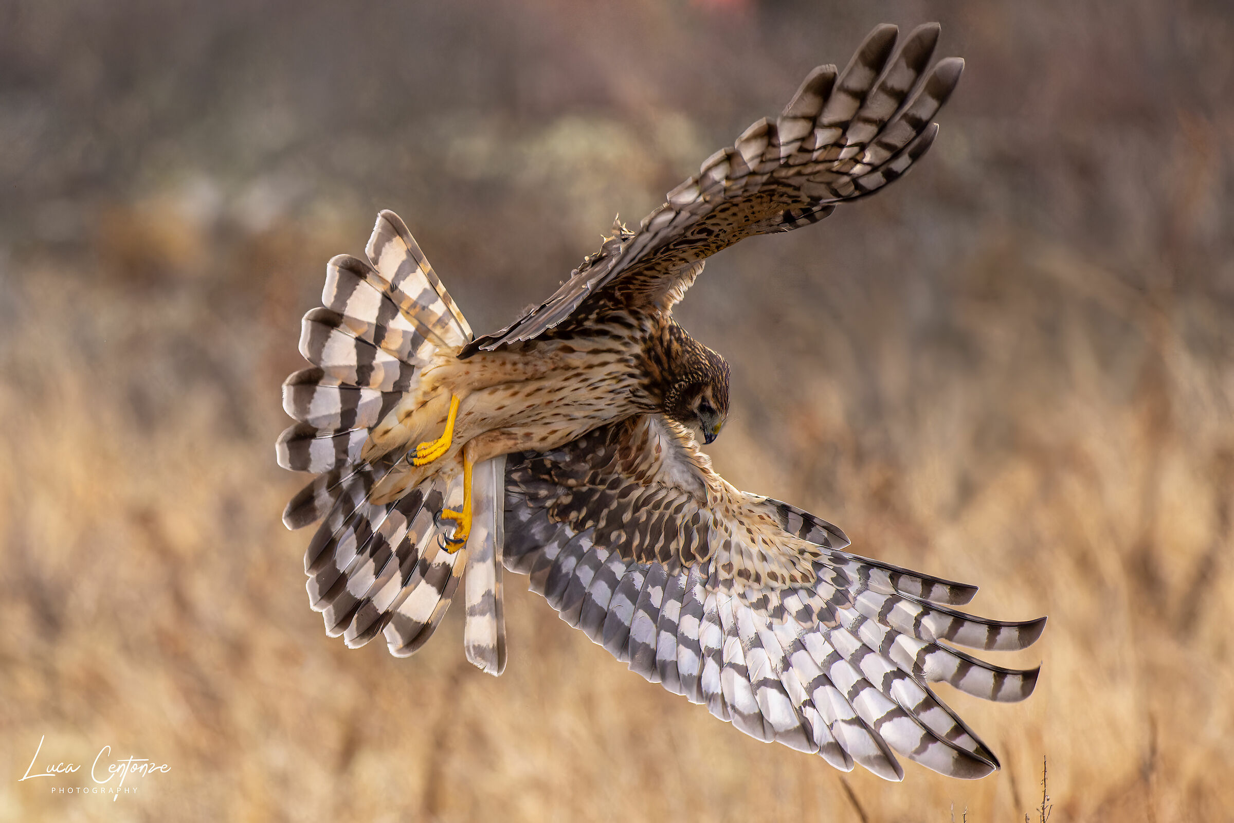 Northern Harrier (Circus hudsonius) in caccia