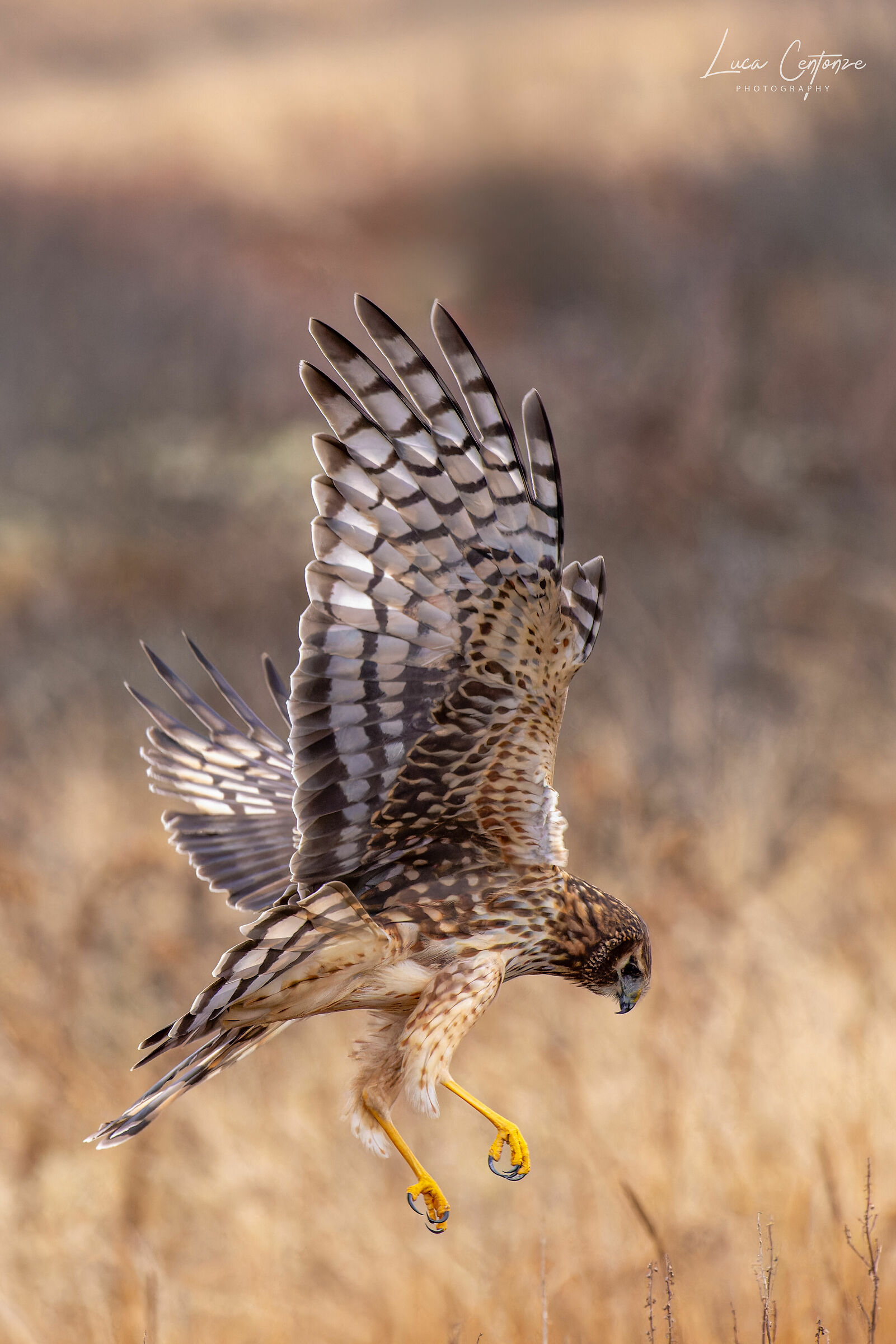 Northern Harrier (Circus hudsonius) in caccia