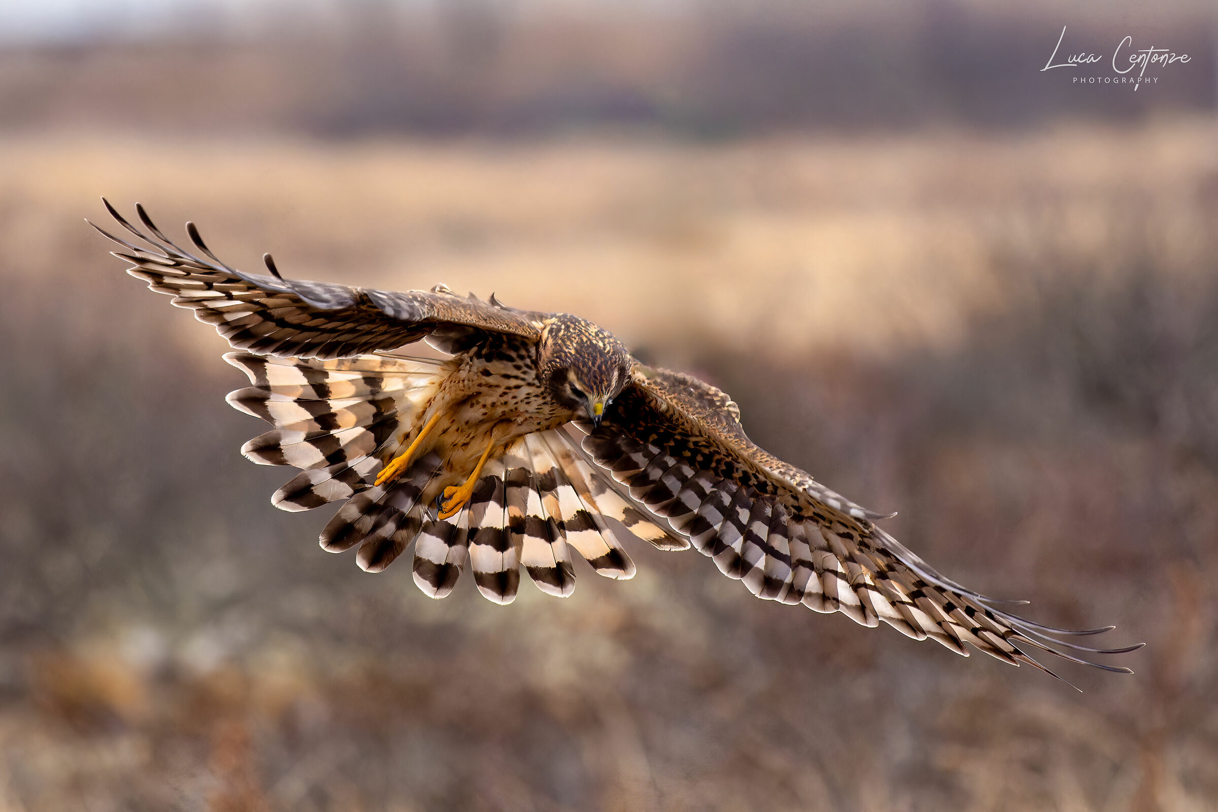 Northern Harrier (Circus hudsonius) in caccia