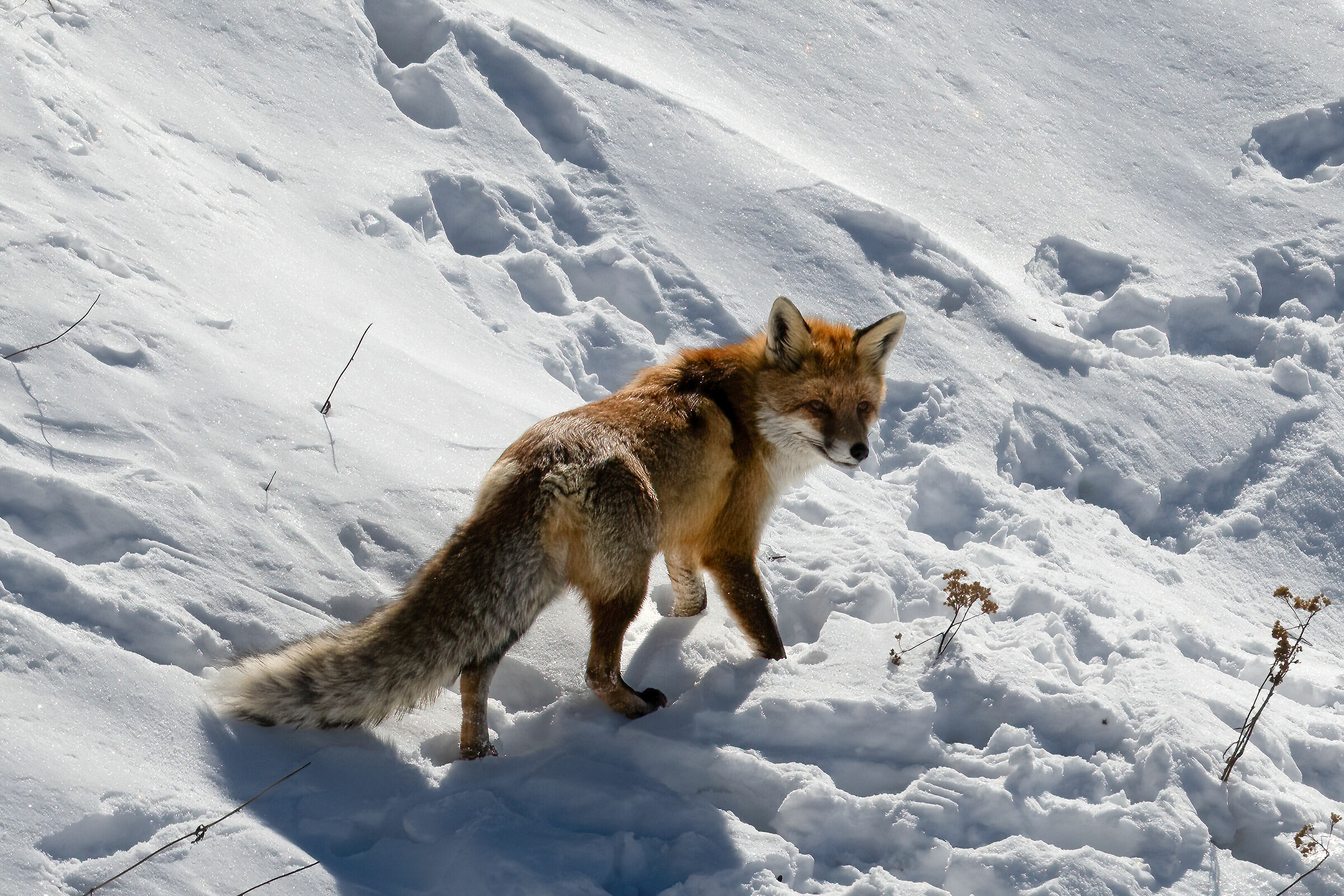 Red Fox