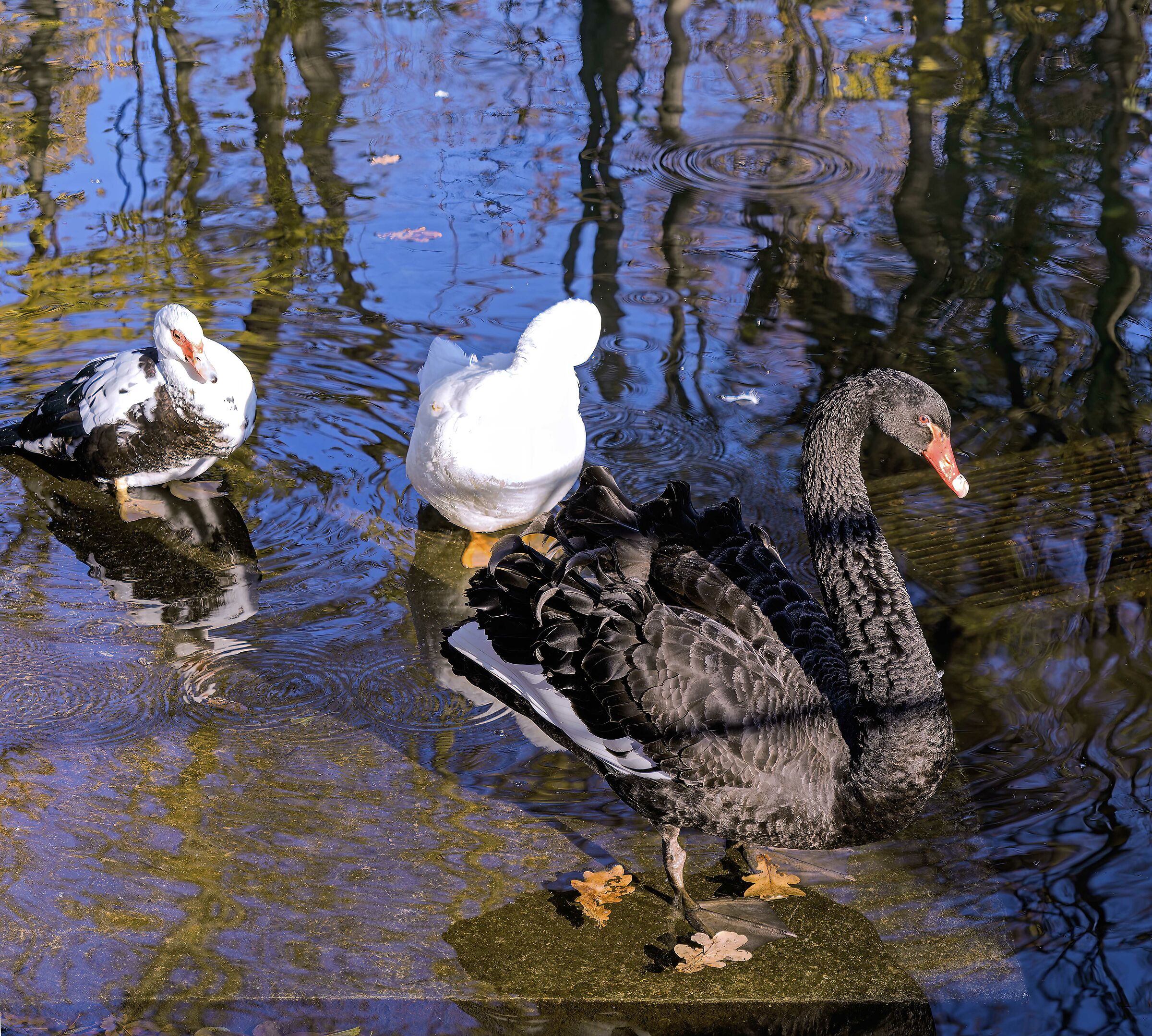 Pediluvio in compagnia