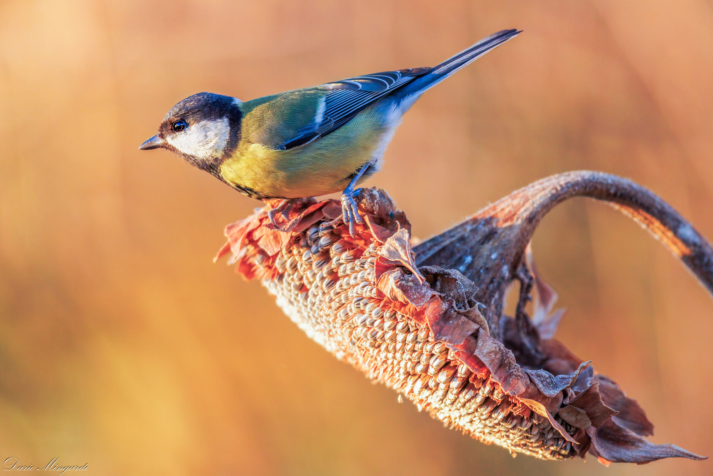 Cinciallegra all'alba