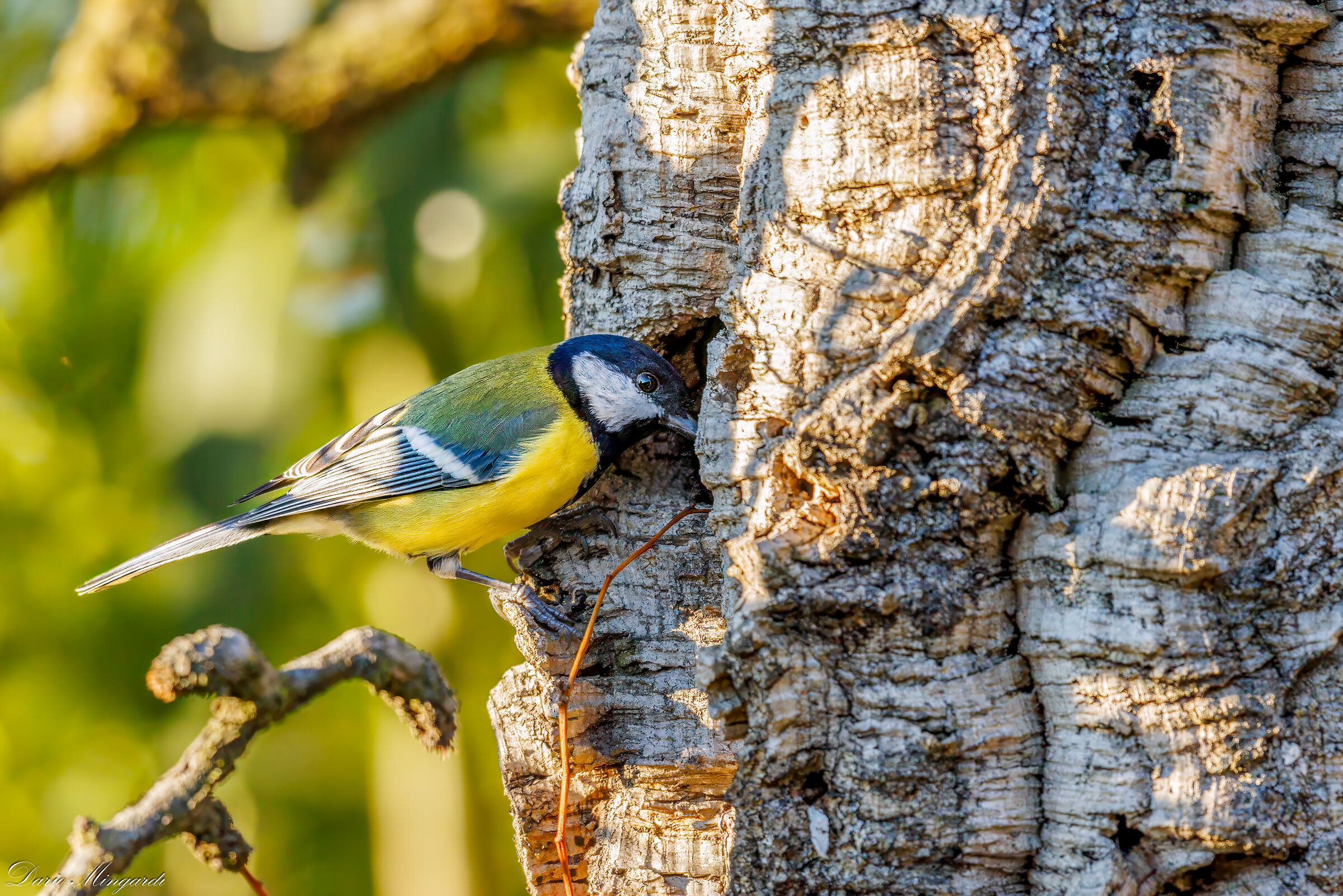Cinciallegra in esplorazione