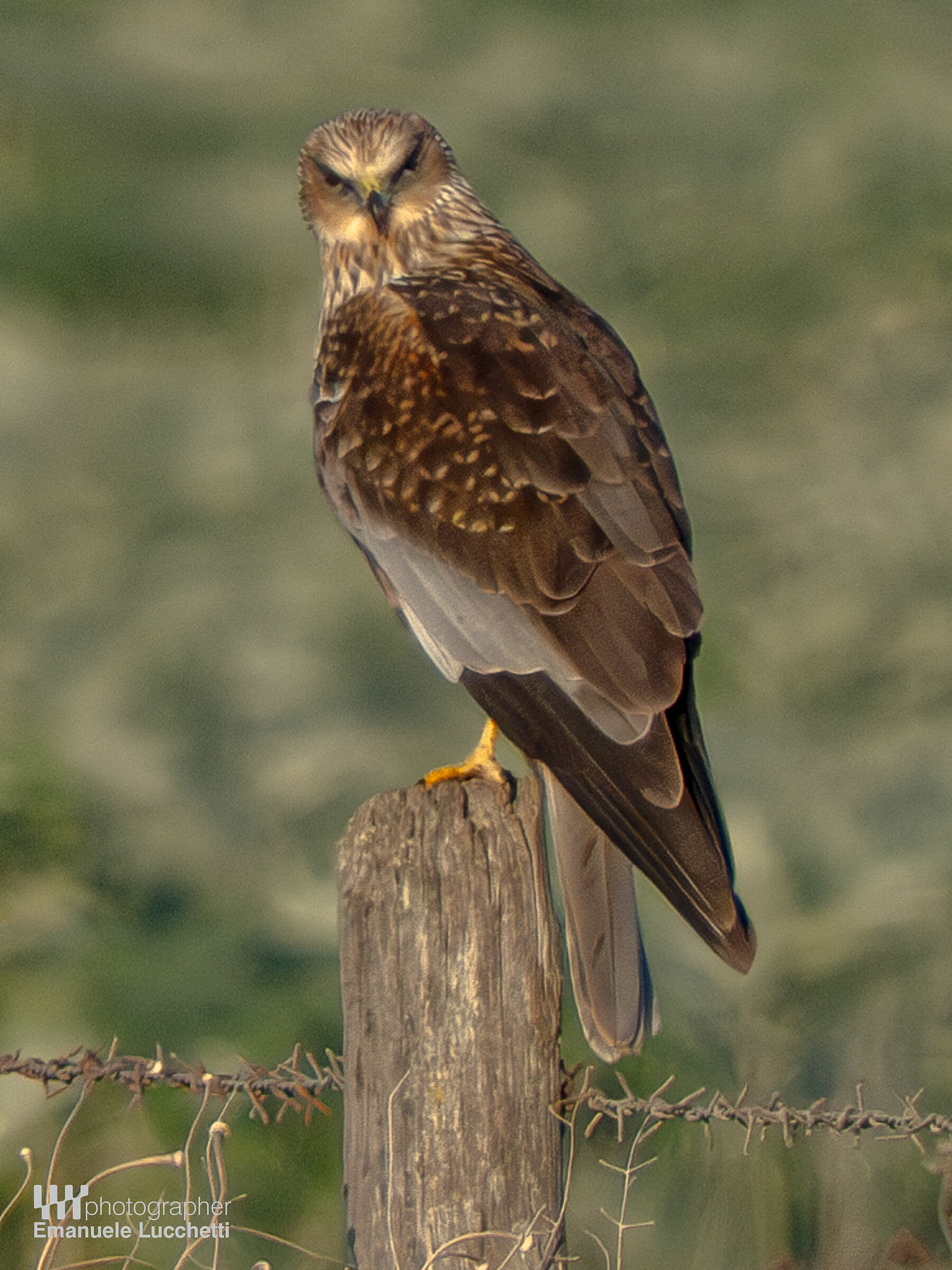 Falco di palude (male)