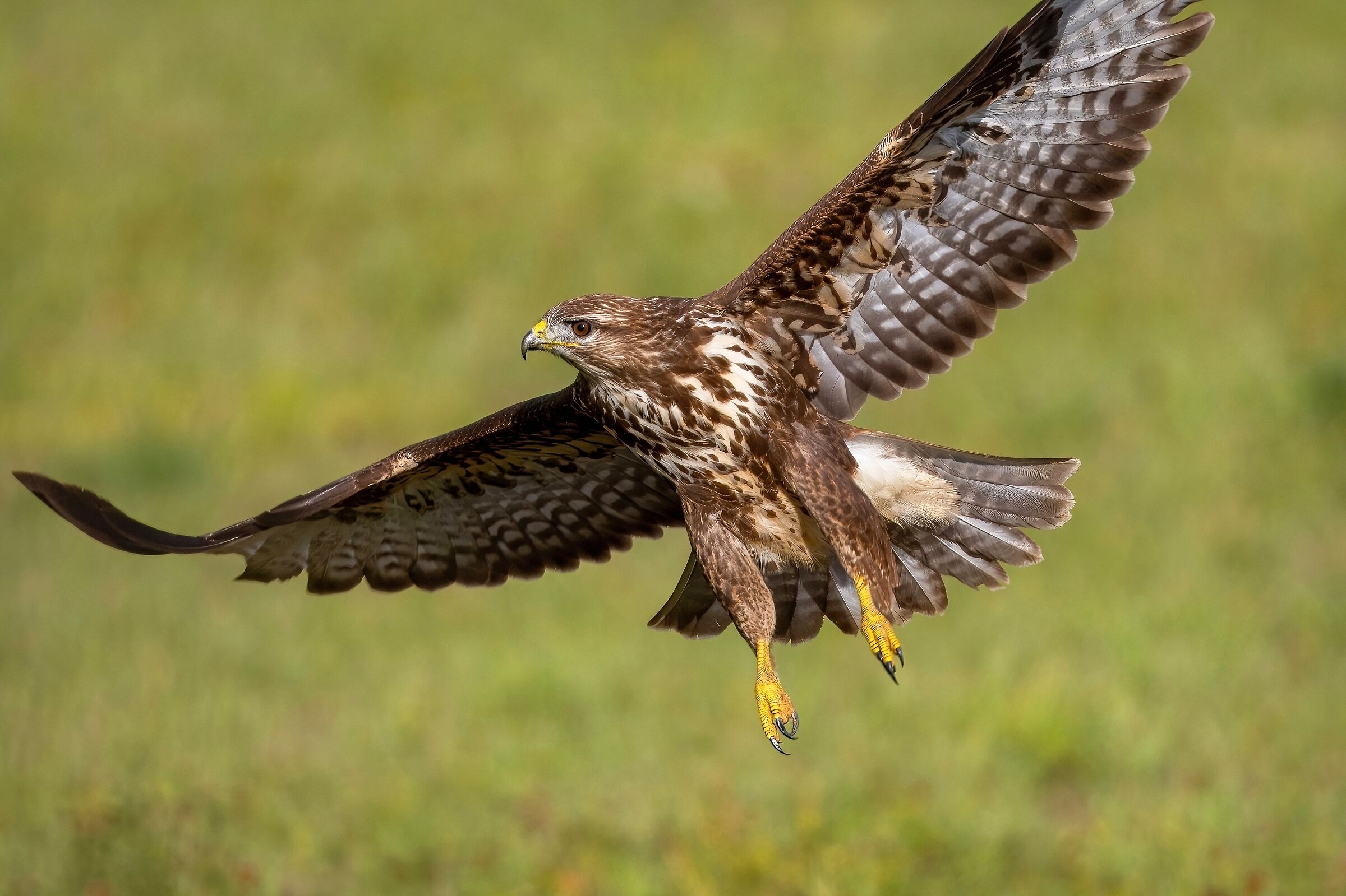 Poiana (Buteo buteo)