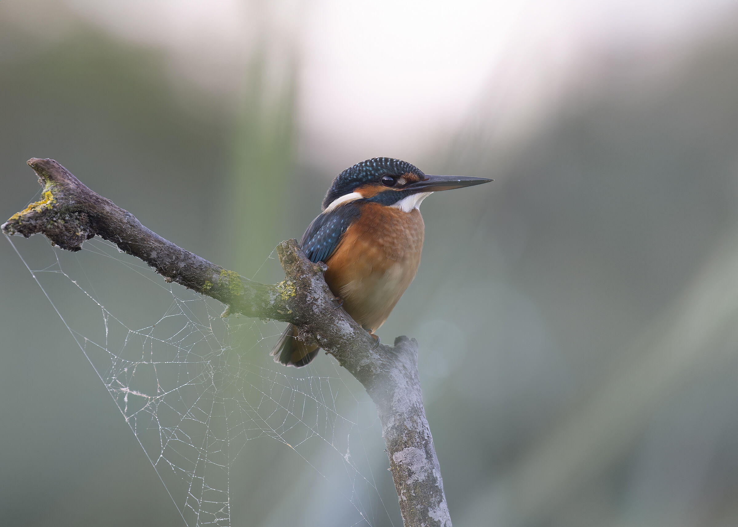 Martina Tra le Foglie e la Foschia