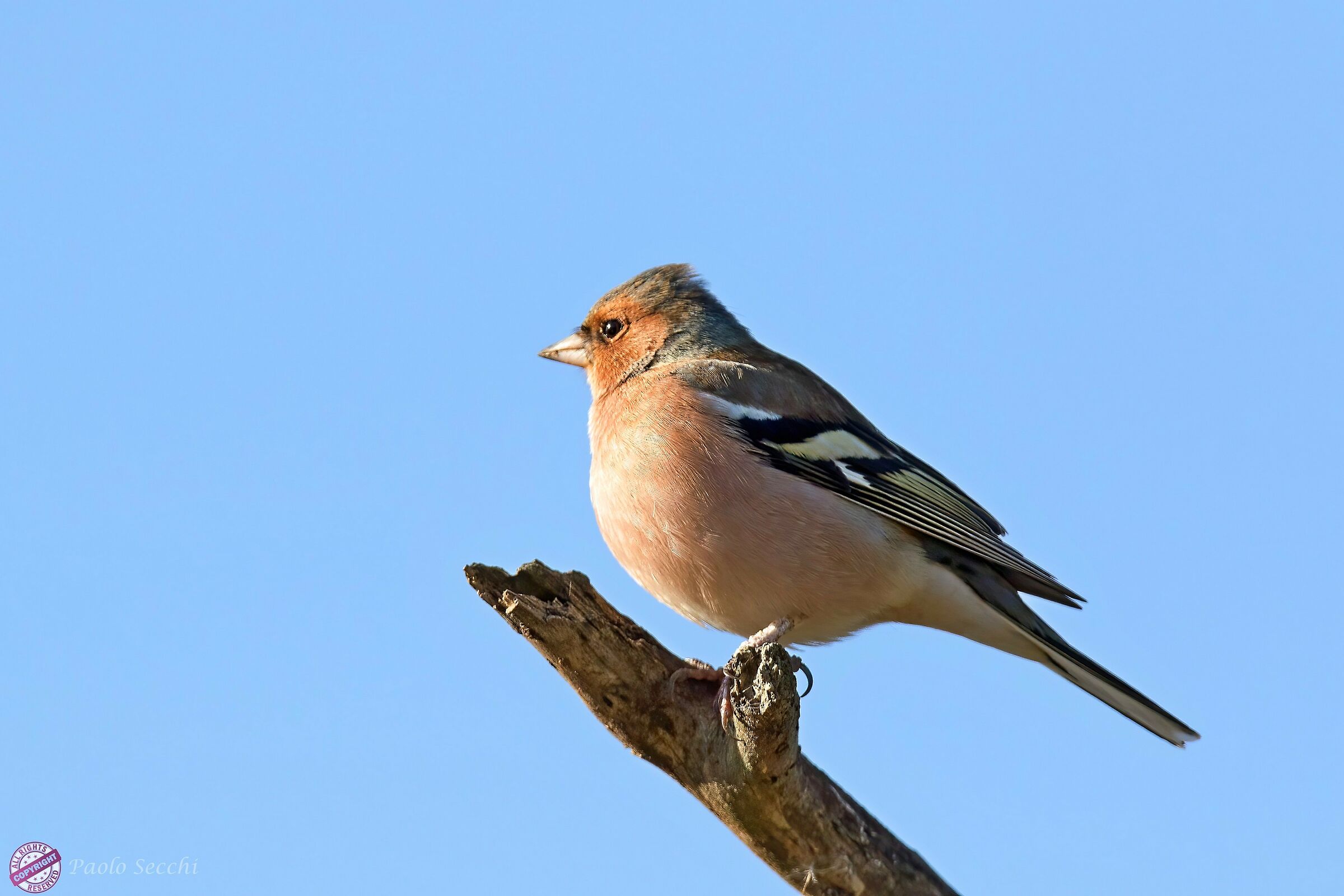 Chaffinch