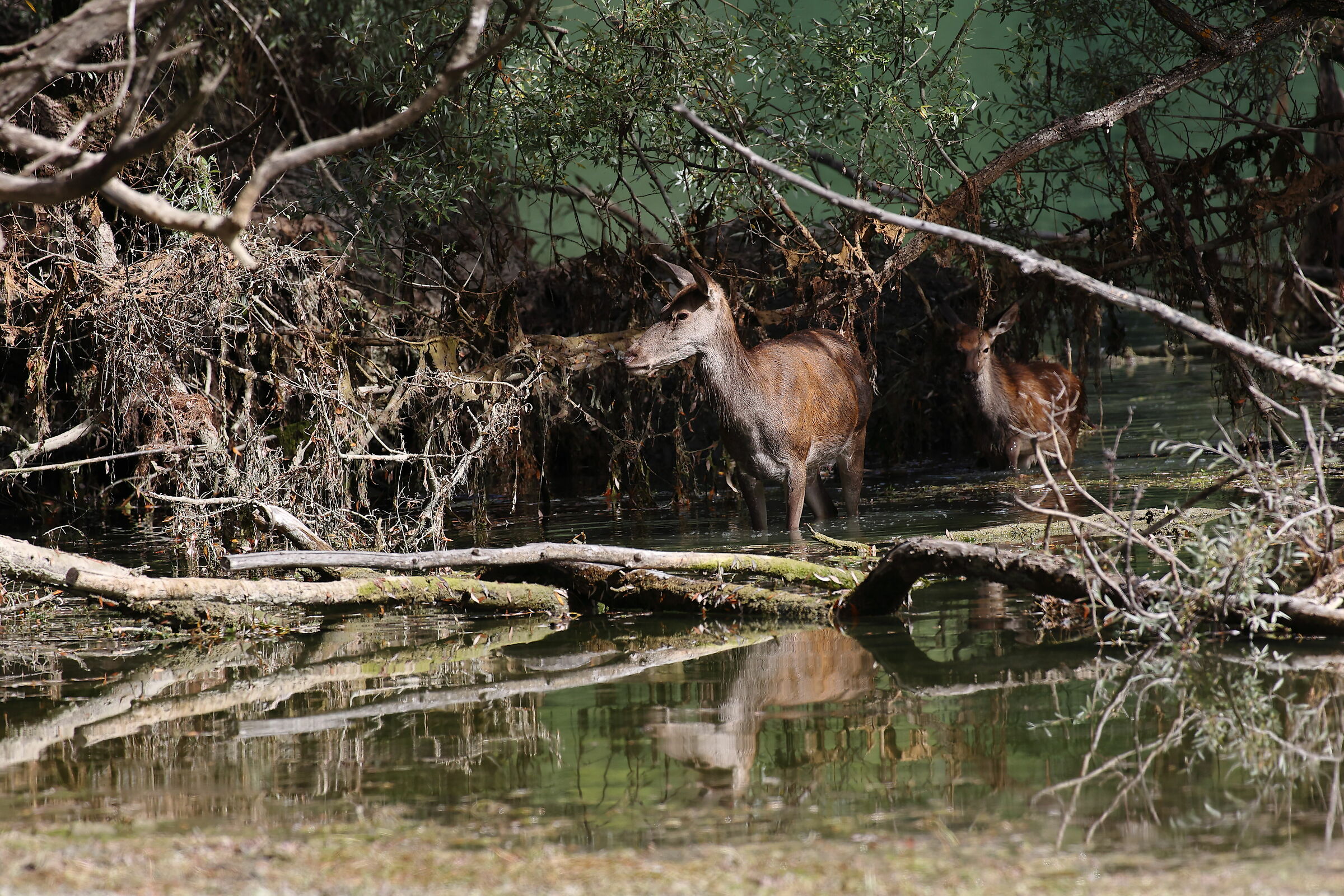 Female and baby deer